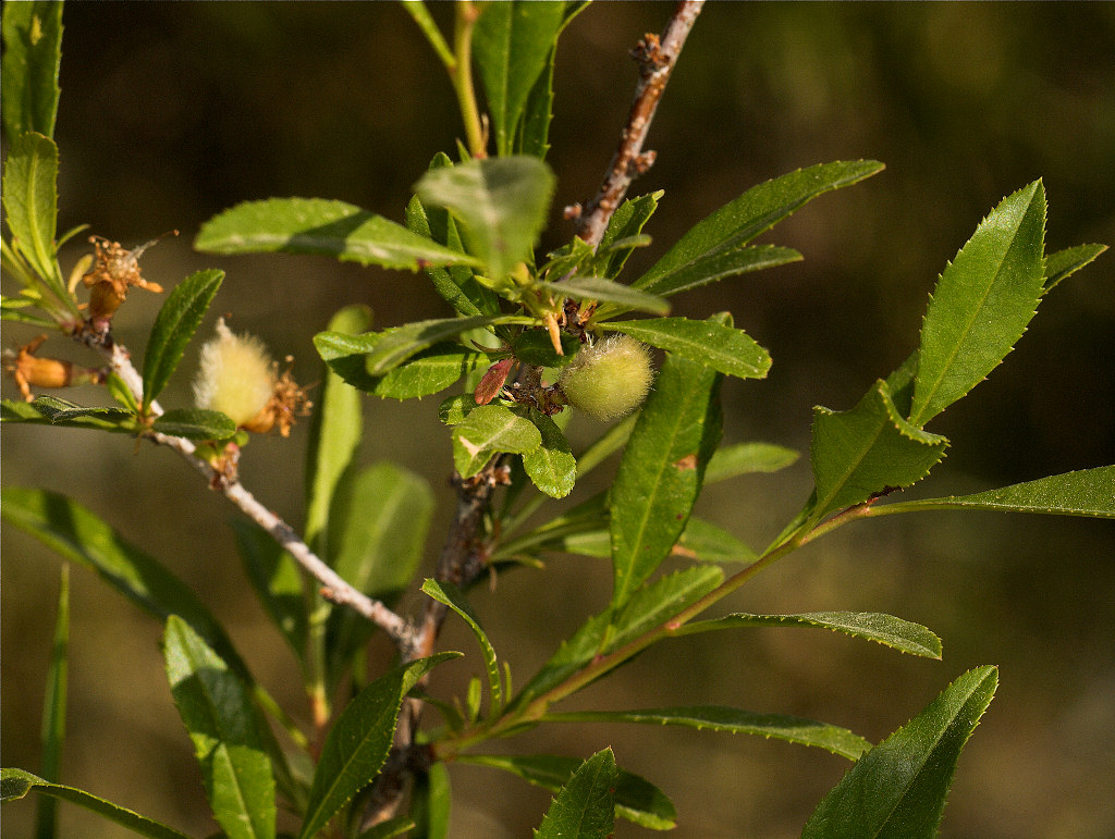 Russian_almond_U6124155_06-12-2019-001