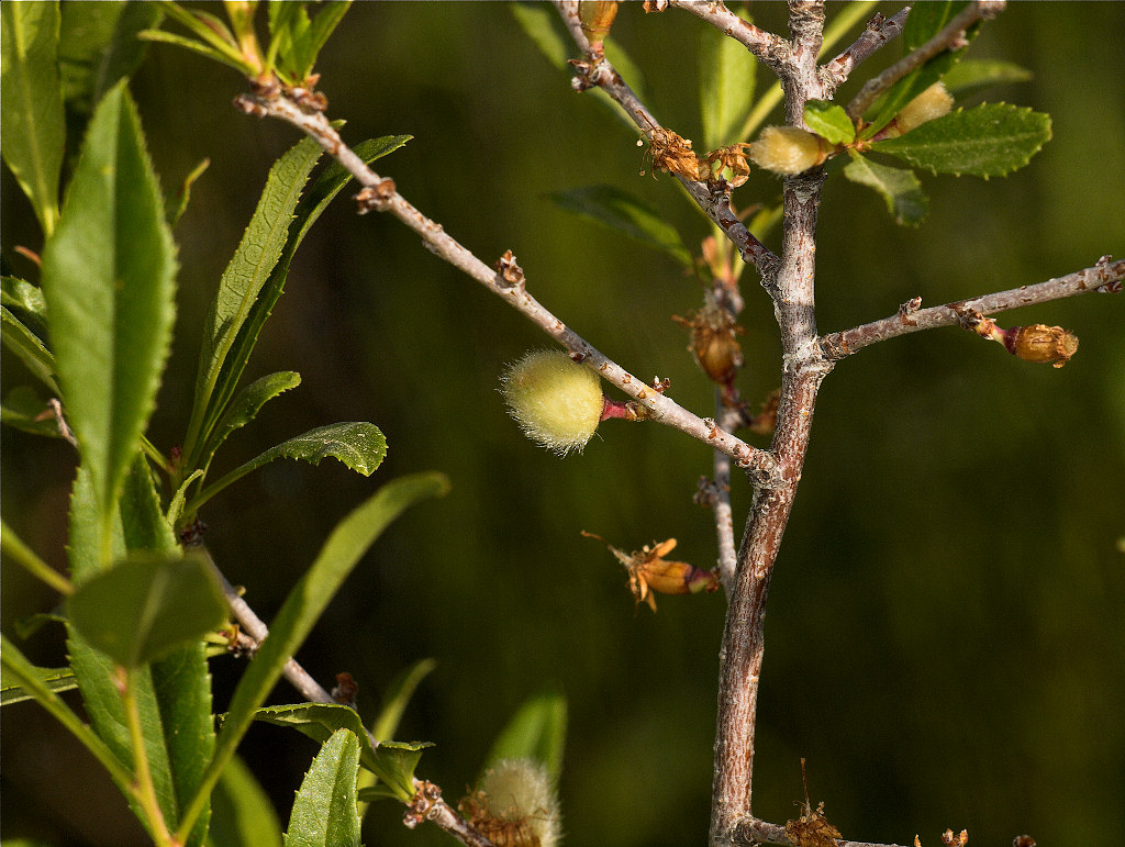 Russian_almond_U6124156_06-12-2019-001