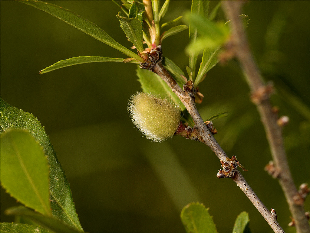 Russian_almond_U6124157_06-12-2019-001