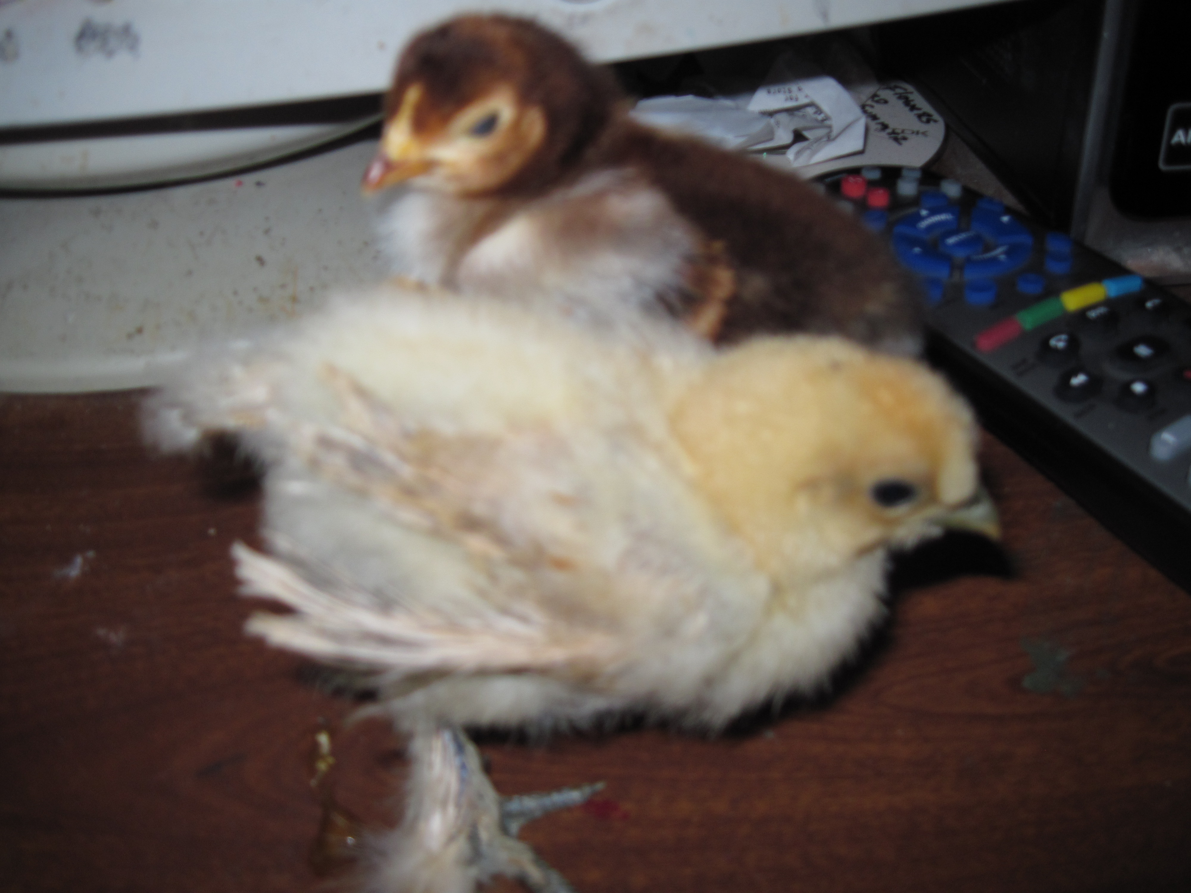 RUSTY AND SILKIE AT 3-WEEKS
