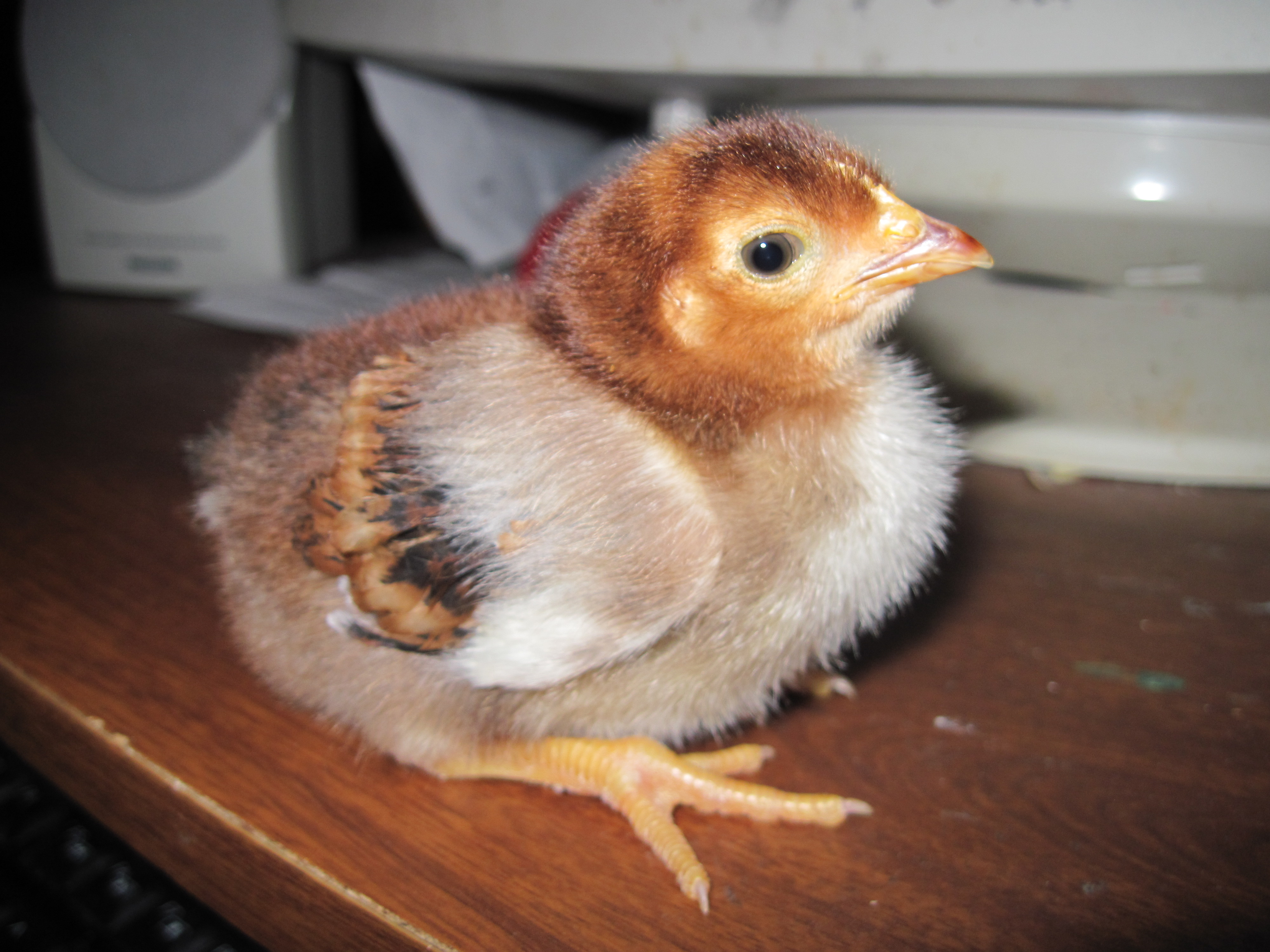 RUSTY AT 3-WEEKS