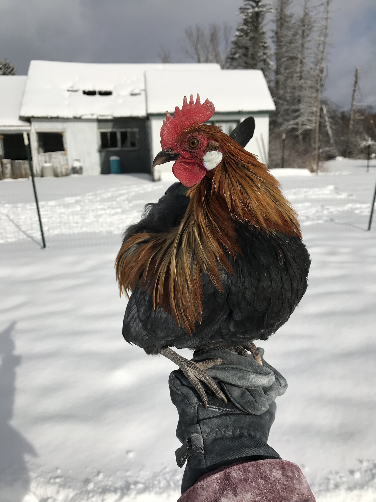 Rusty Back Black OEG Bantam