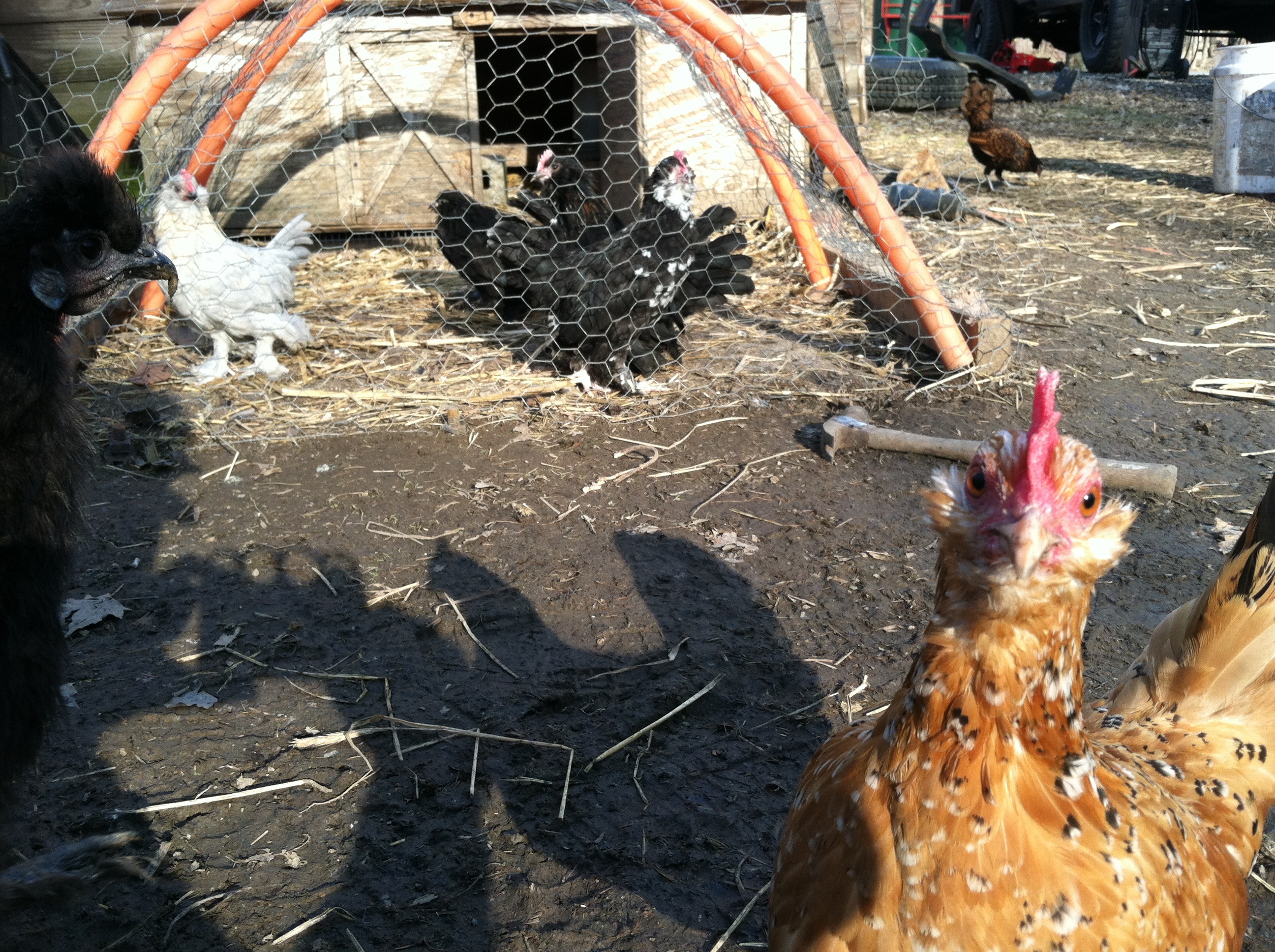 Rusty getting eyeballed by her soon to be mate blue