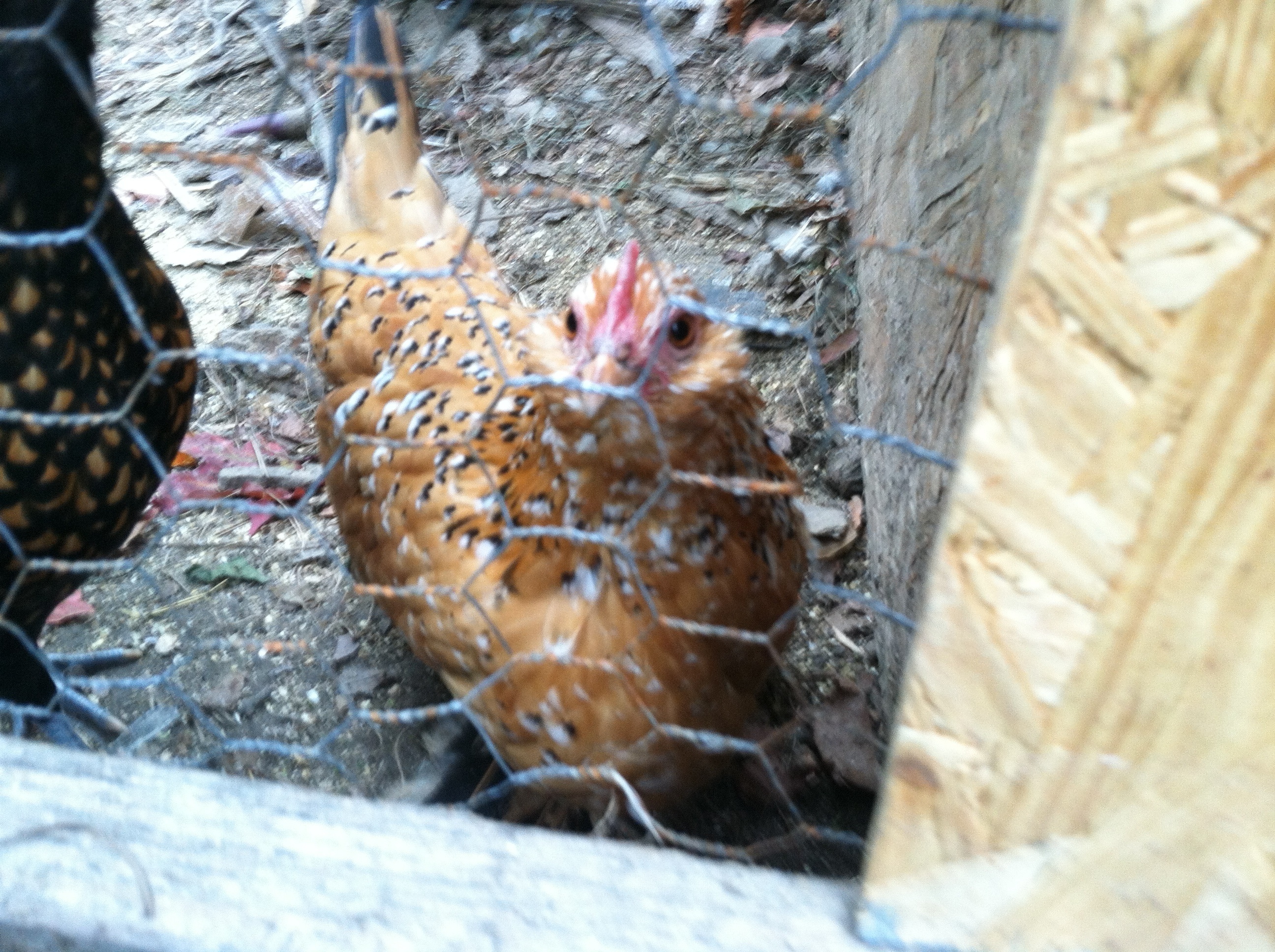Rusty my bearded D'uccle Mille fleur bantam pullet (25/ weeks)