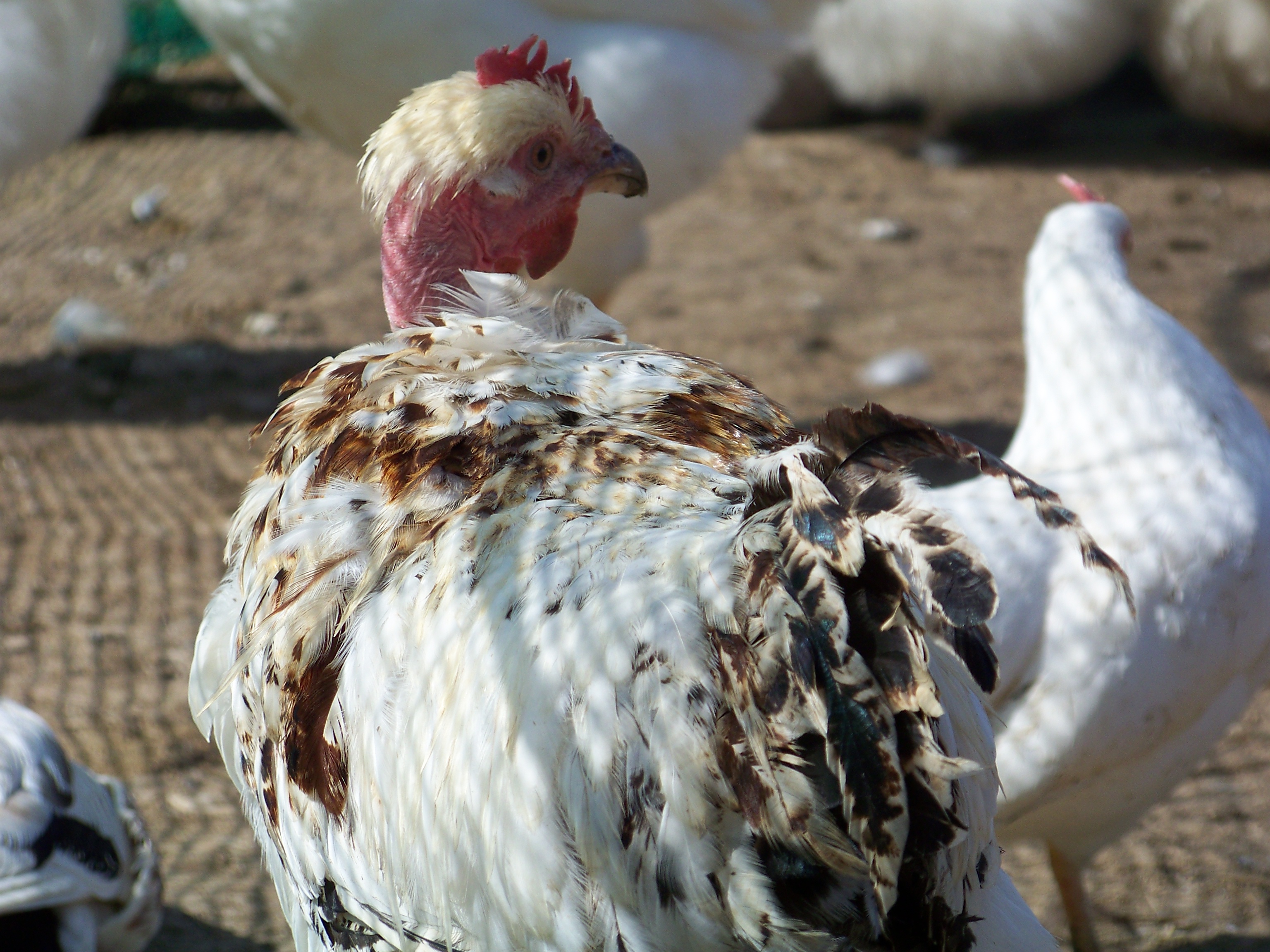 Rusty (NN roo) - being fabulous. Mama (white Leghorn bantam hen) behind.