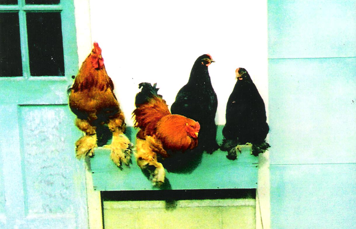 Rusty, Reno, Tulip, and Iris