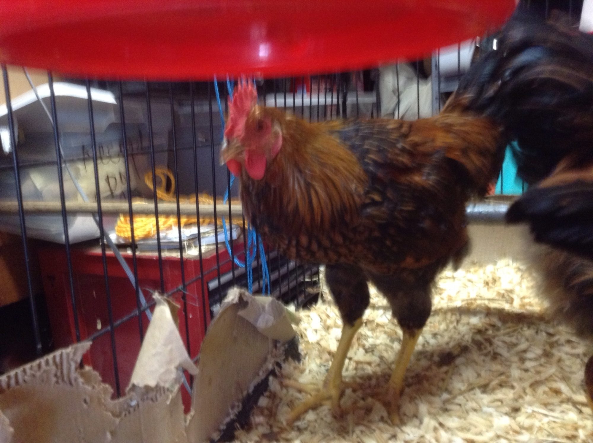 Rusty rooster.  Top chicken in the house.