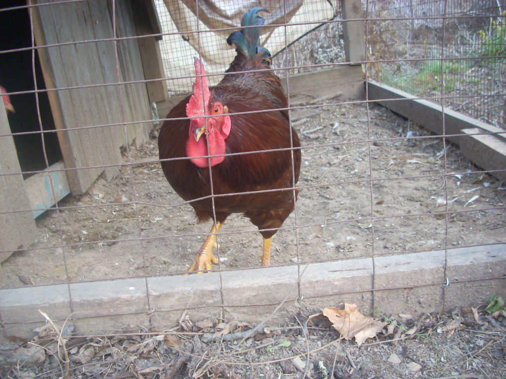 rusty the rhode island red rooster
