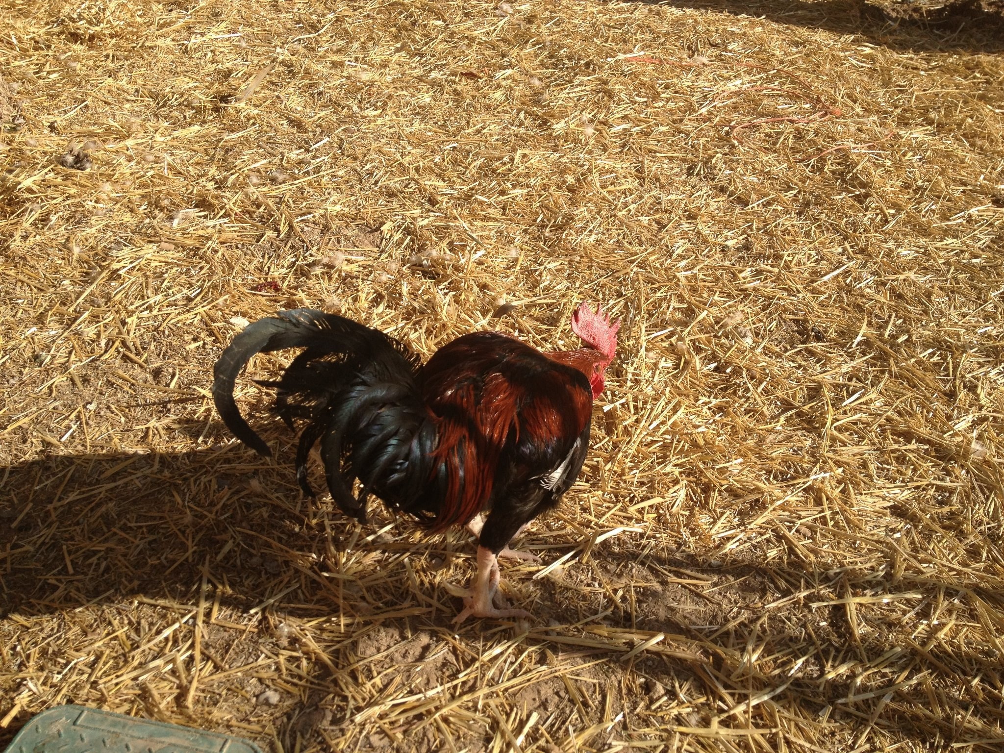 Rusty-we rescued him