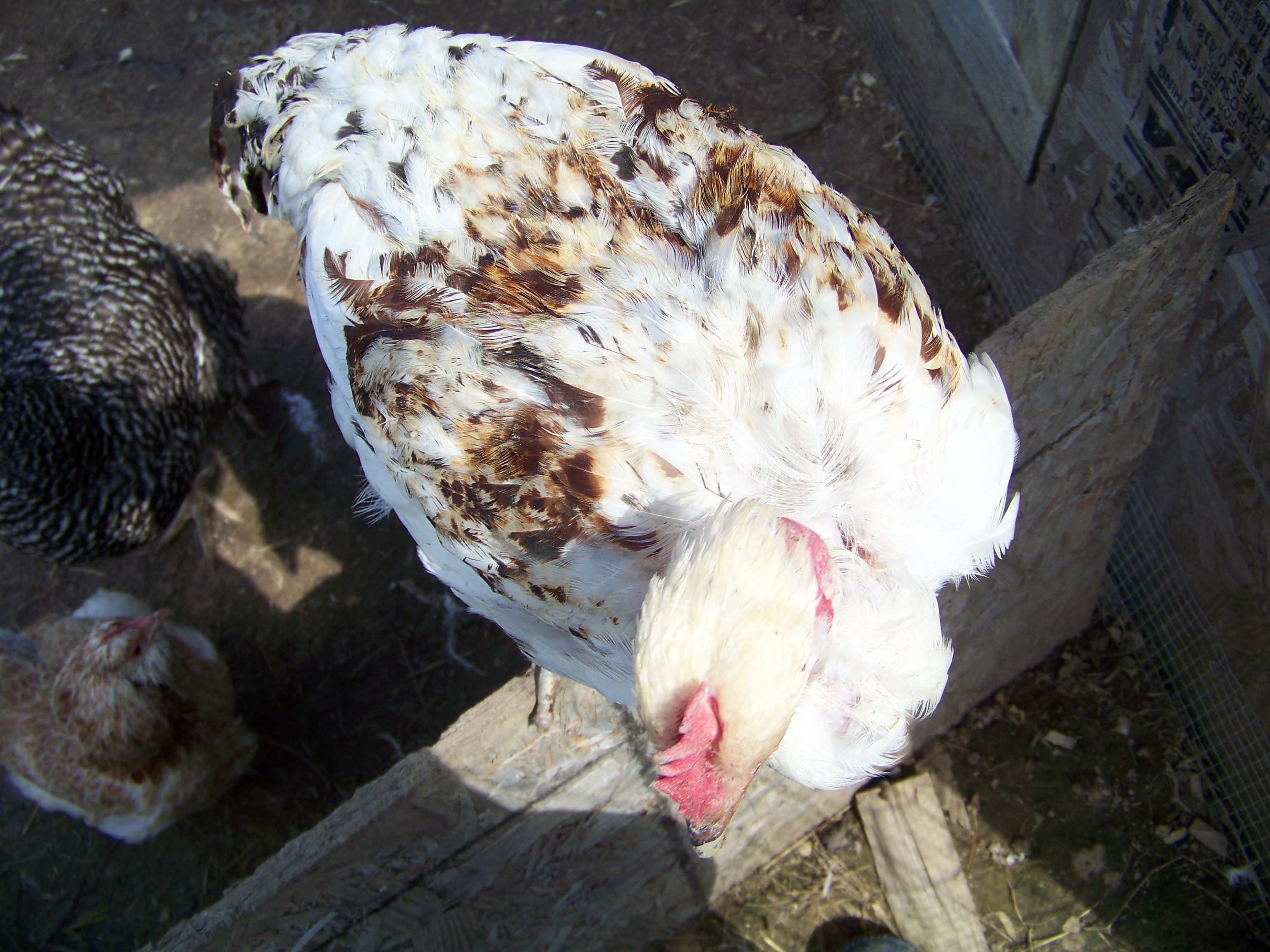 "Rusty" - young-ish Naked Neck roo