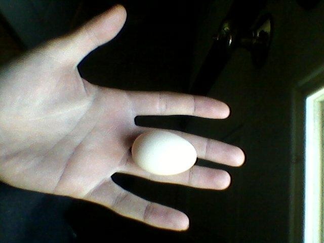 Rustys first recorded egg.