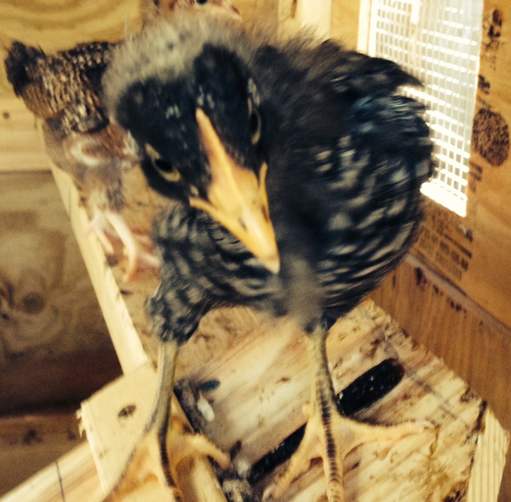 Ruth (Barred PR) having a bad hair day.  Looks like a cross between a crow and a chicken