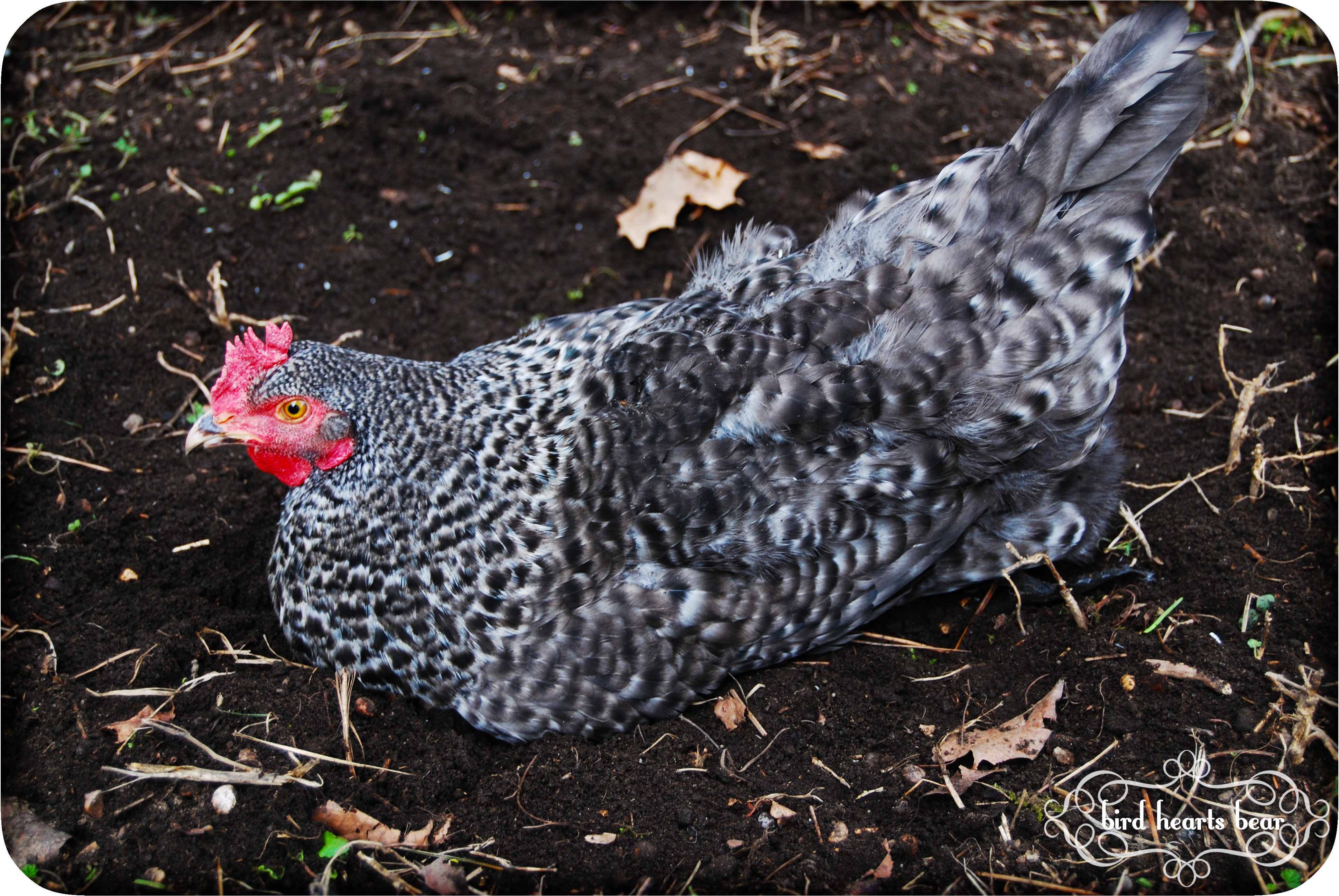 Ruth looooves her dust baths.