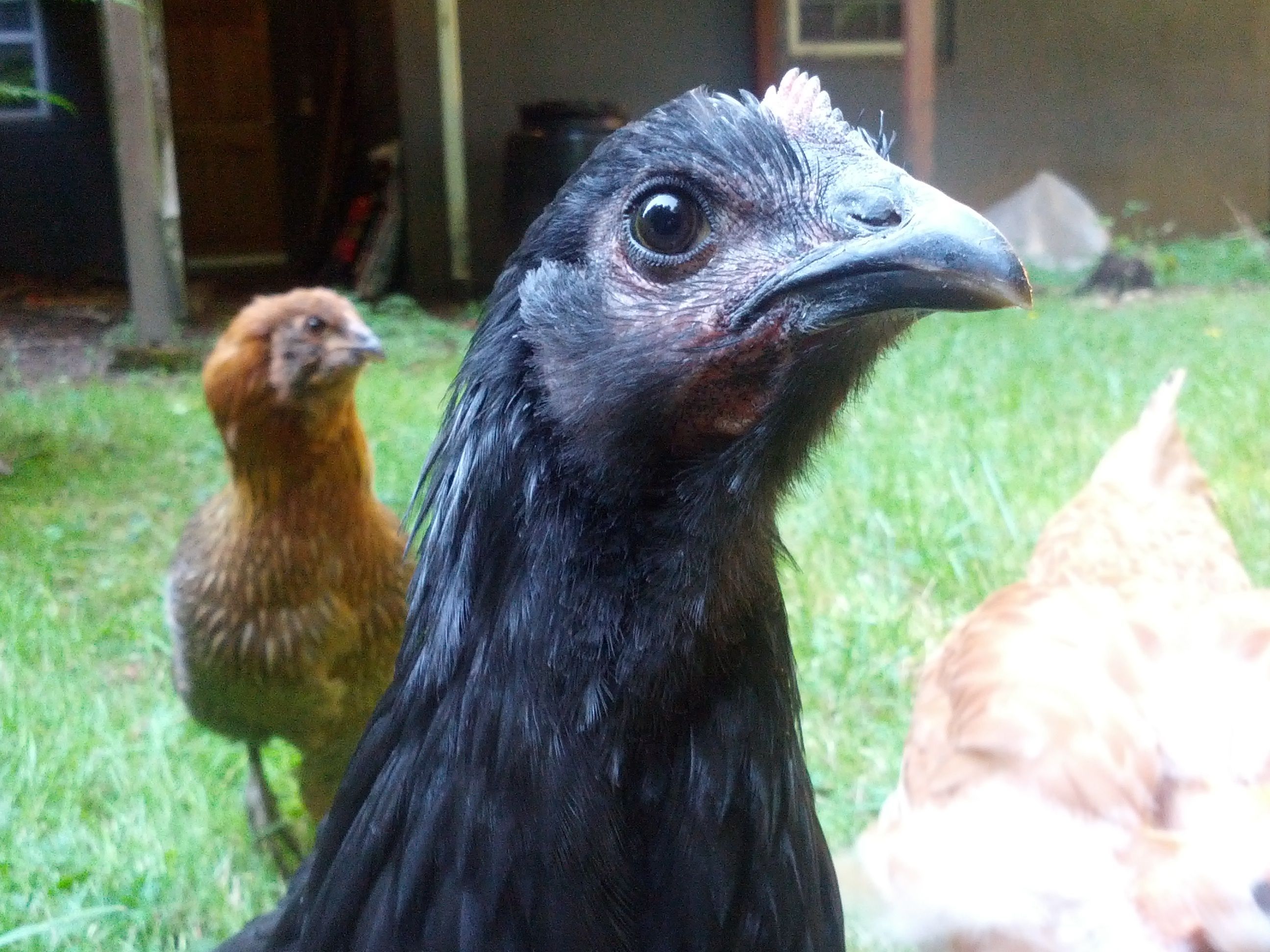 Ruth, our australorp