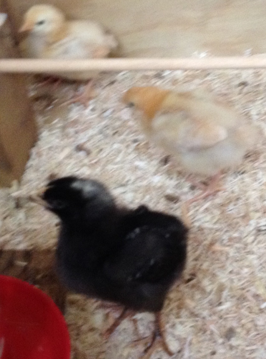 Ruth the PR with Gert and Bertie (BO)