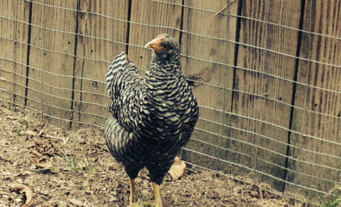 Ruth Wren Cluckington, Barred PR at 9 weeks old