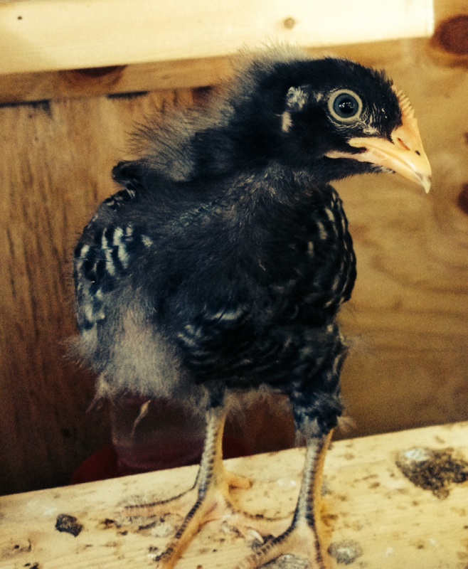 Ruth Wren Cluckington on a bad hair day (Barred PR)