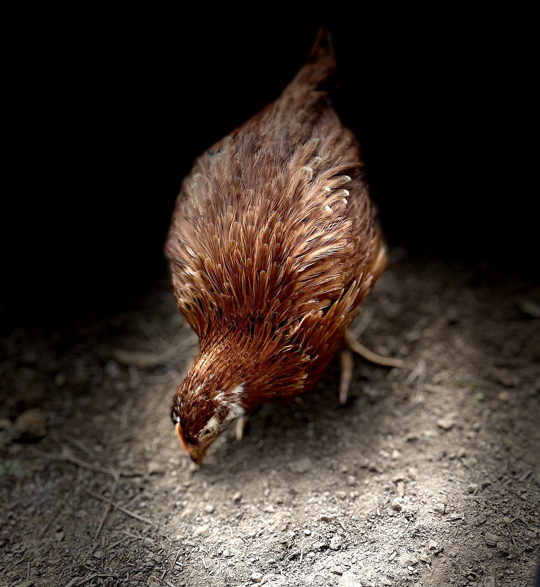 Ruthie, Production Red