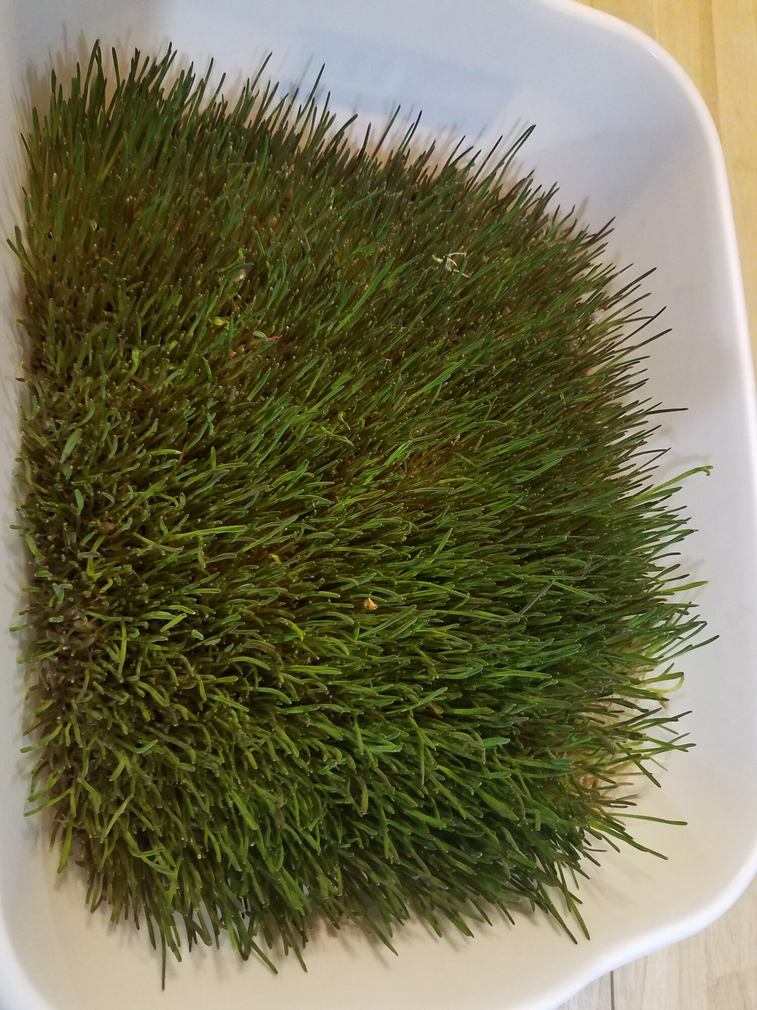 Rye Fodder after 2 weeks, ready to be fed