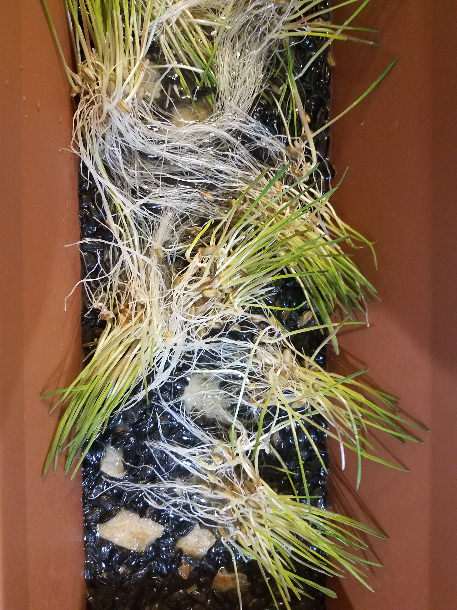 Rye fodder in the Duckies supper bowl