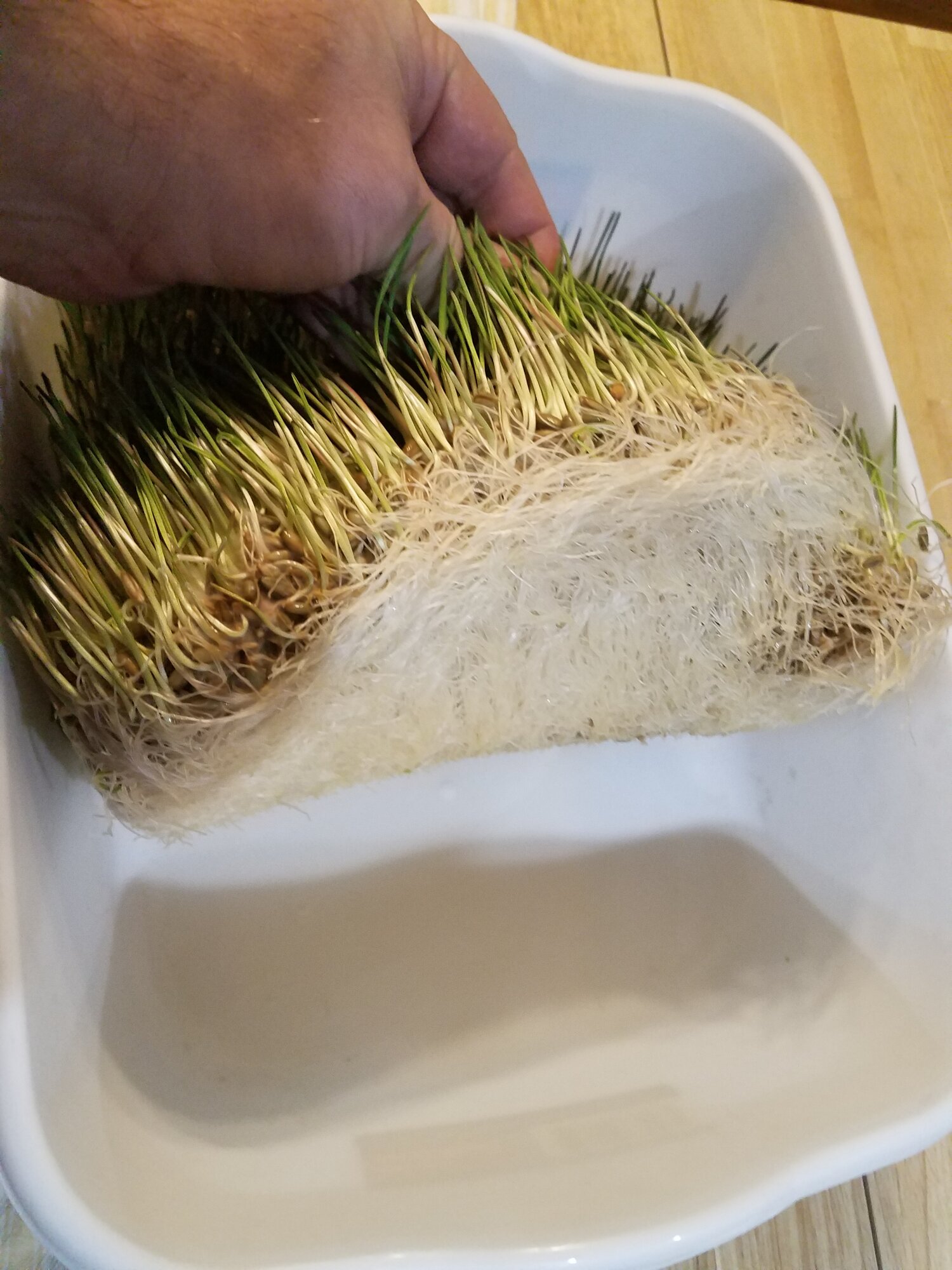 Rye fodder, ready to be fed, root mattress