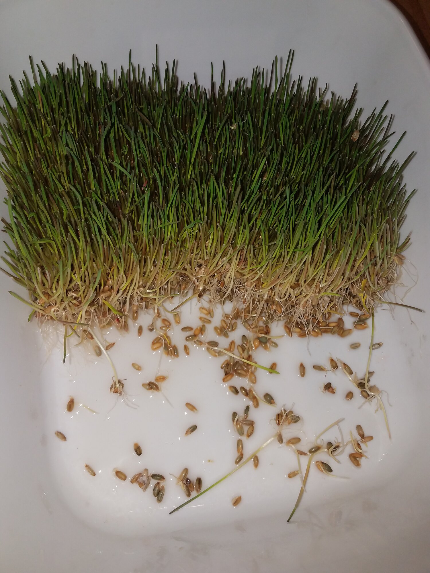 Rye fodder, second half of the bin