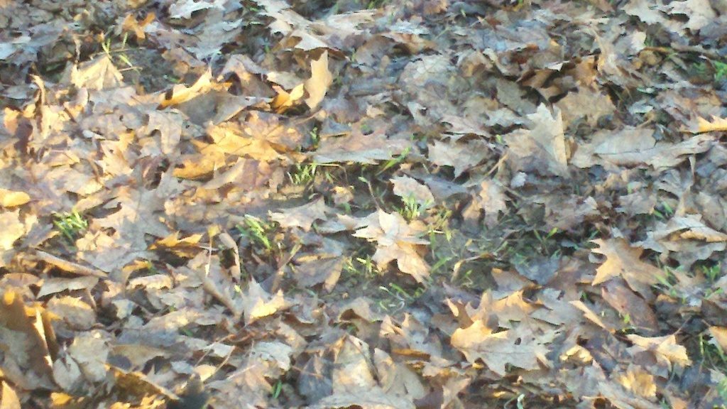 Rye grass I planted, it has 2 months to grow then the chicks get to go in for good