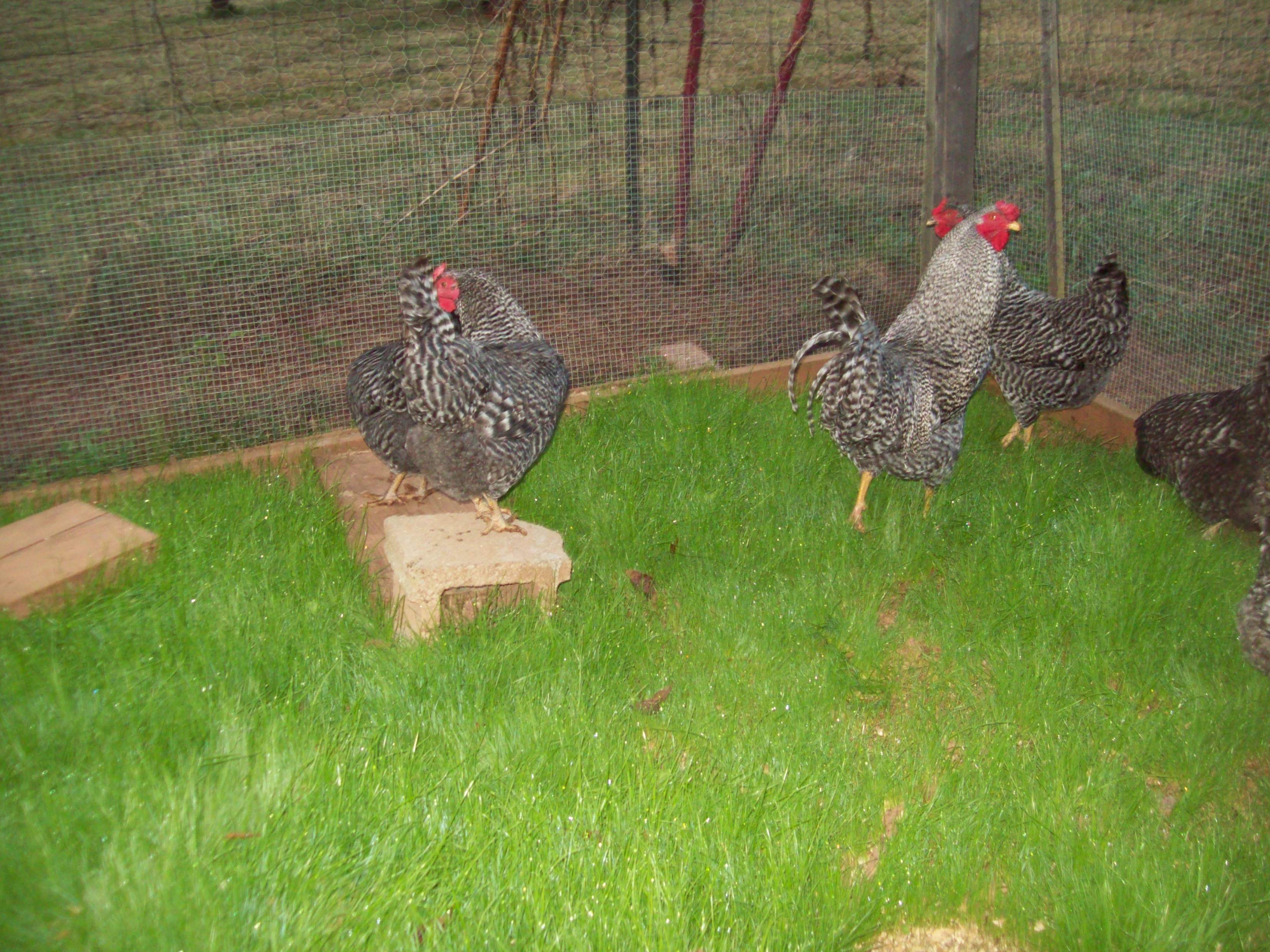 Rye grass planted in the run