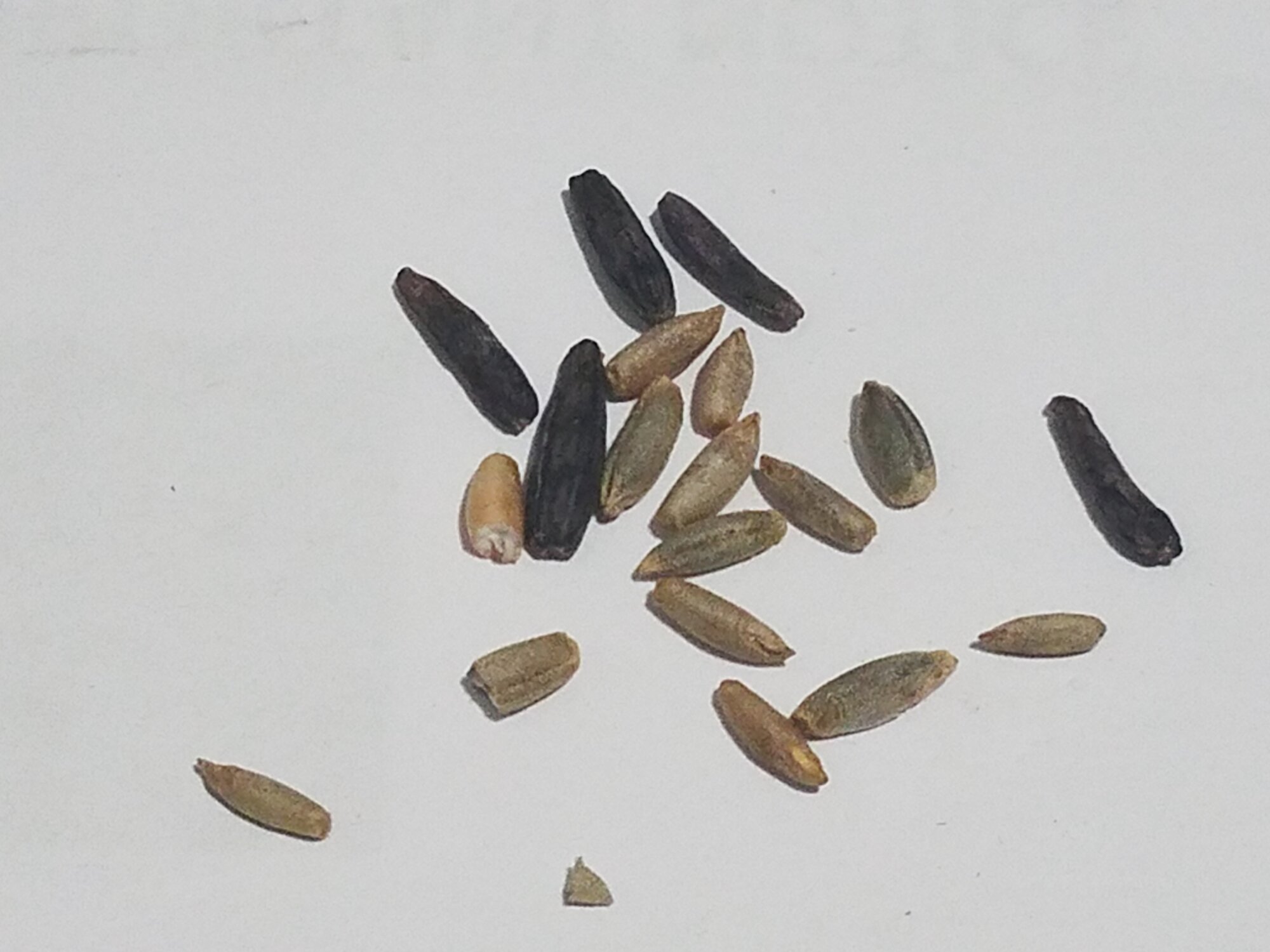 Rye seeds with Ergot?