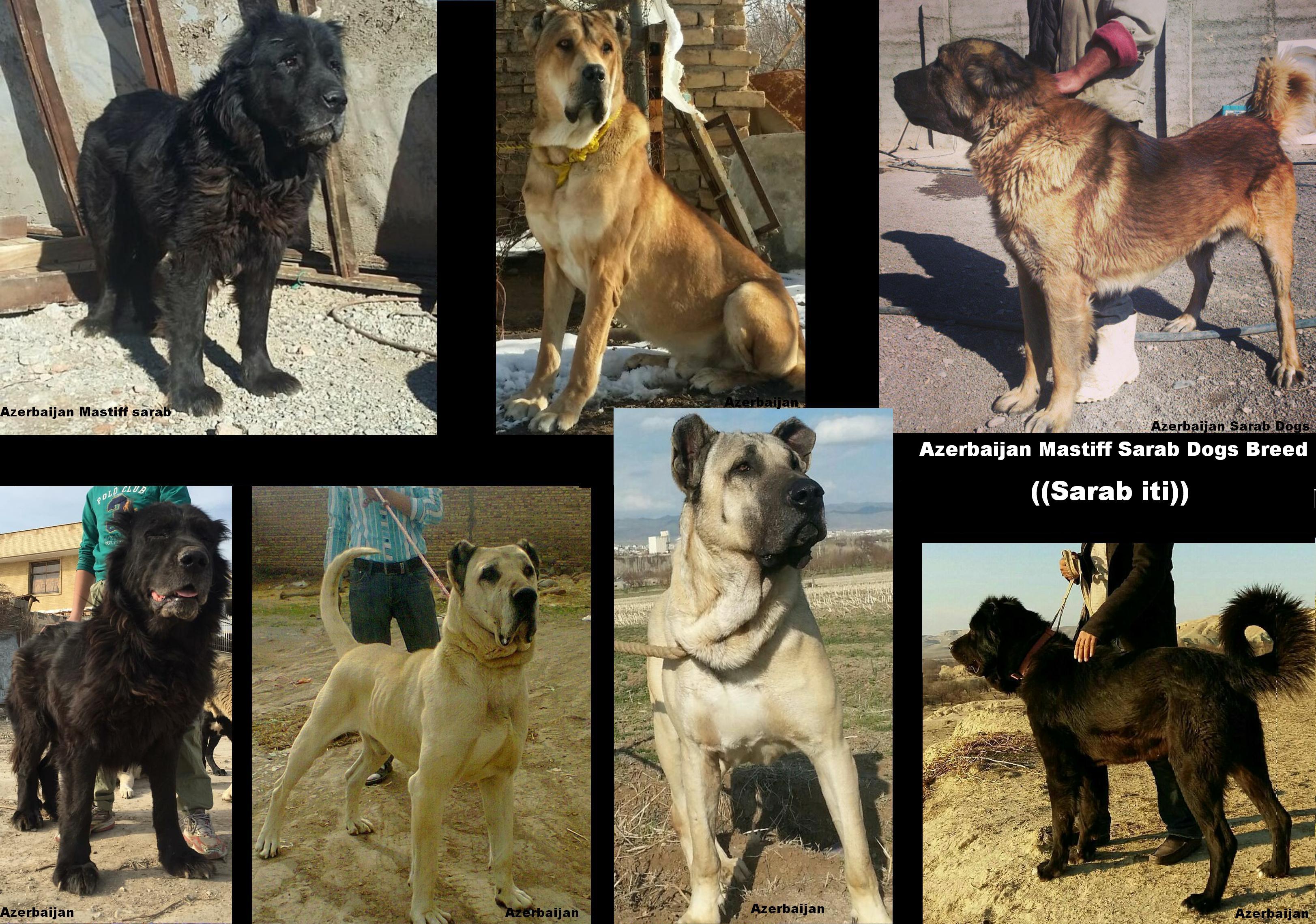 Sərab çoban iti
Azerbaijan breeds
Azerbaijan Mastiff