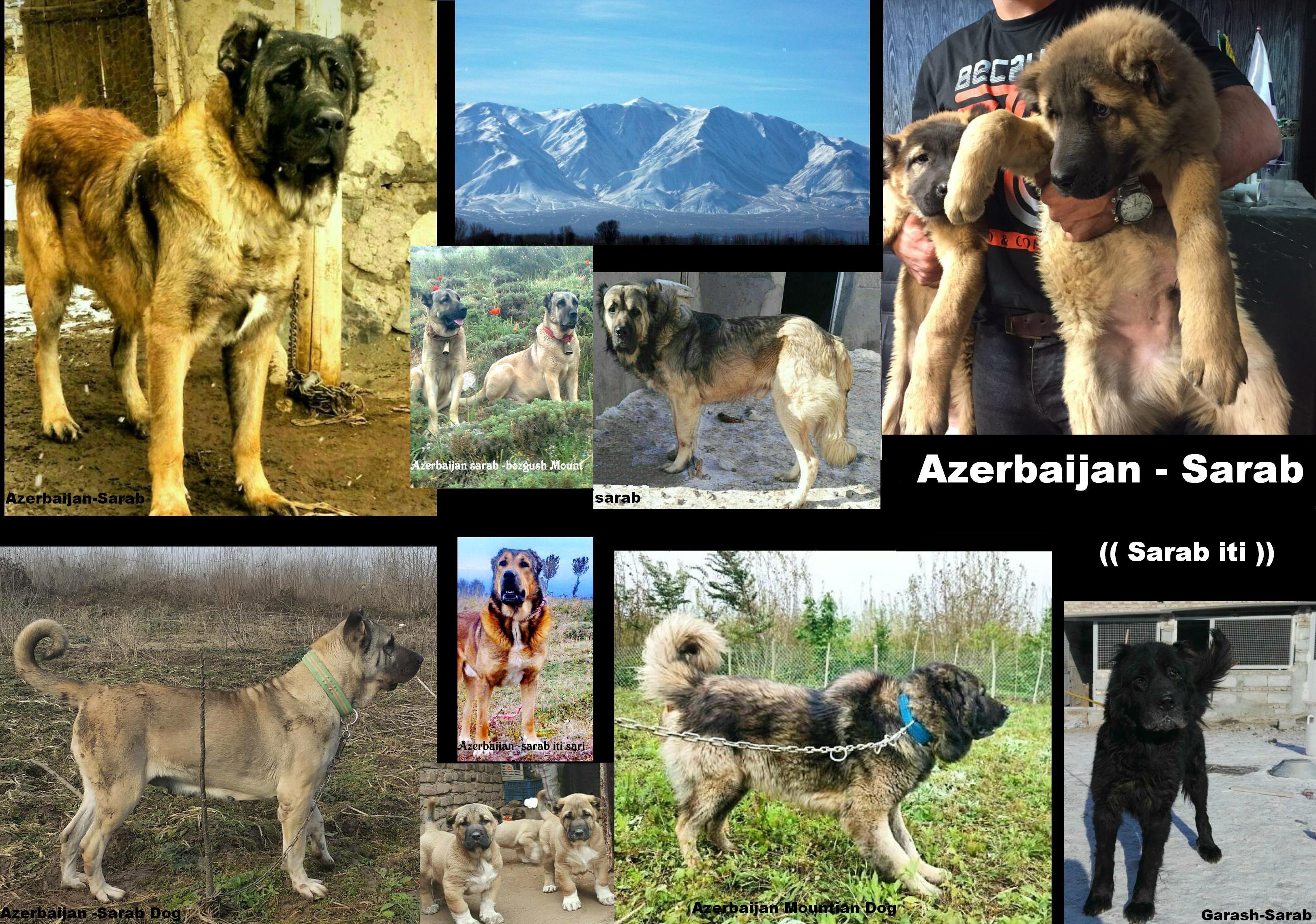 Sərab çoban iti 
 Azerbaijan Mastiff 
Azerbaijan breeds
Azerbaijan Dog Breeds