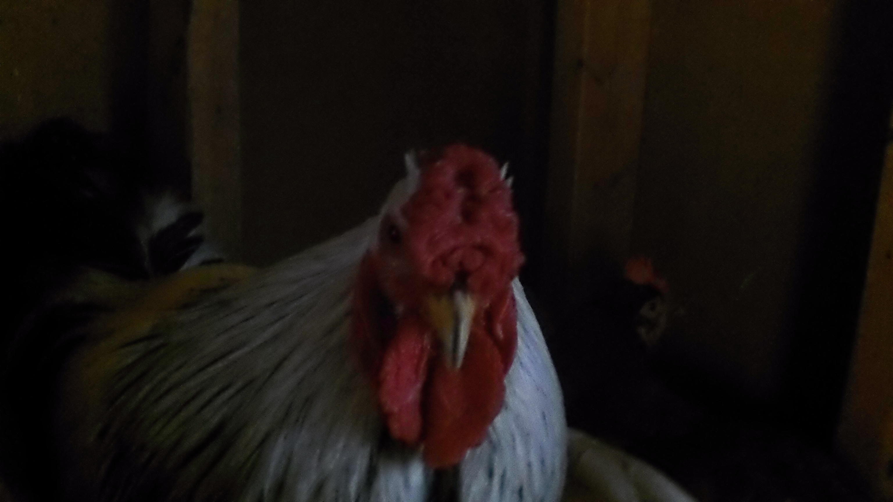 S.B.D. is our only roo right now..