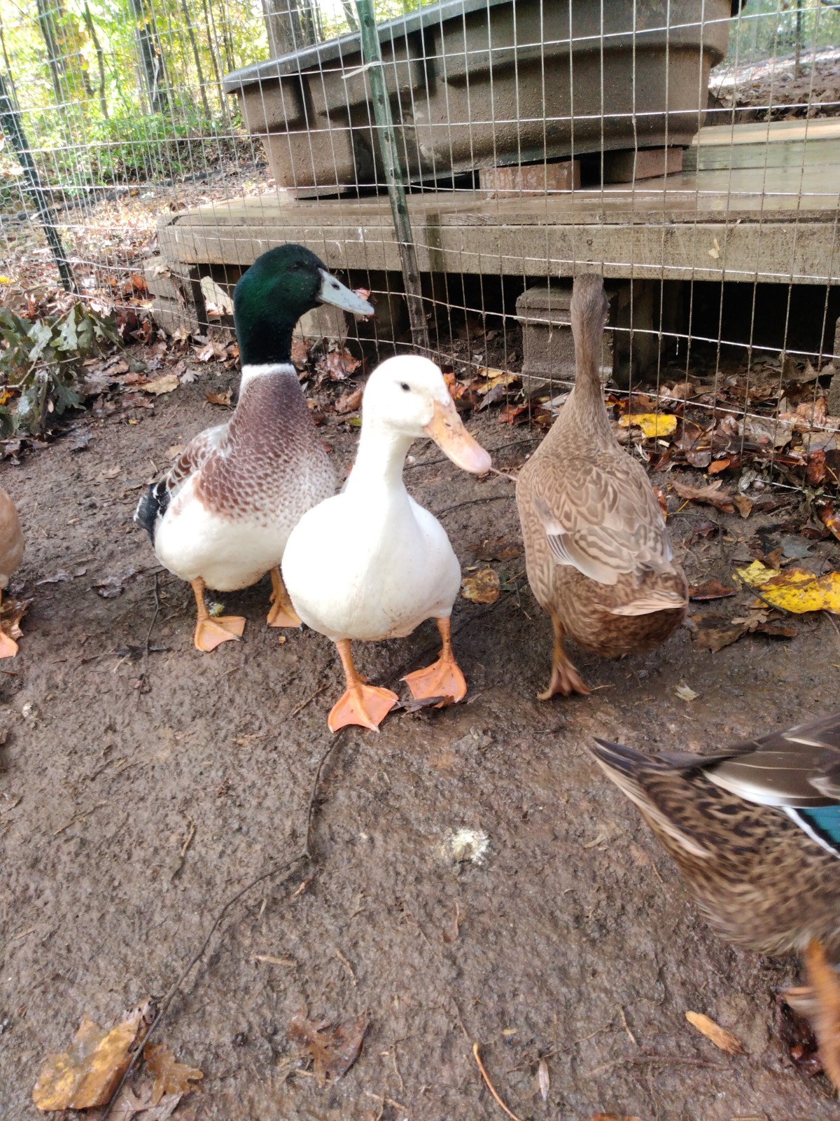 S.Q., Alice, and Contraire