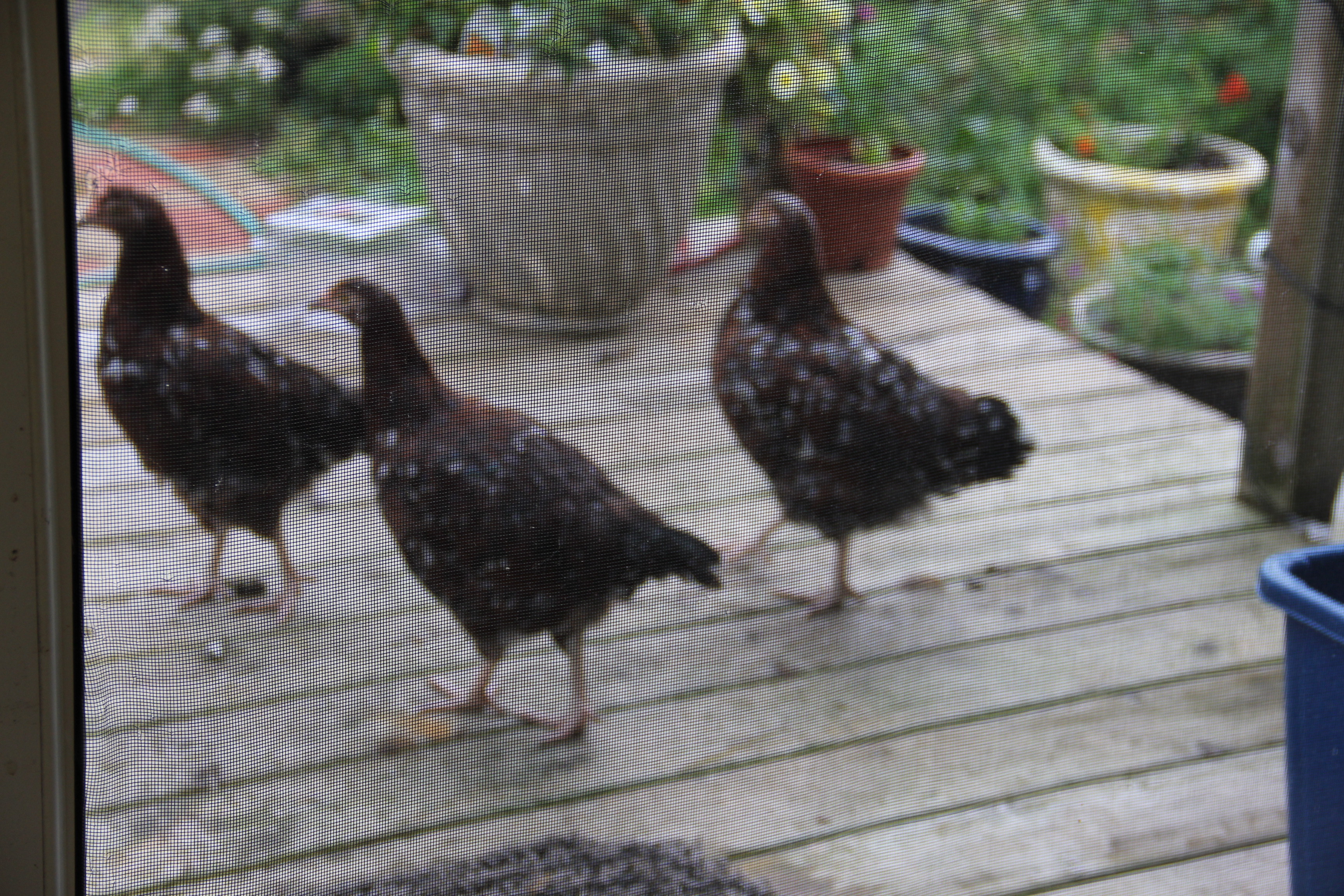 S.S. Purchased from Pa. people at Chicken Stock June of 2013.  Good birds.