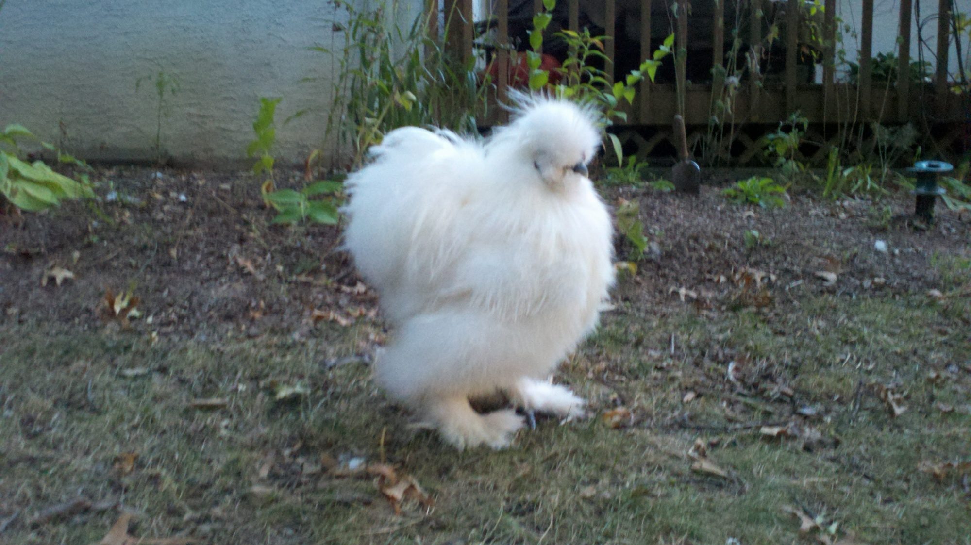 "s" silkie rooster