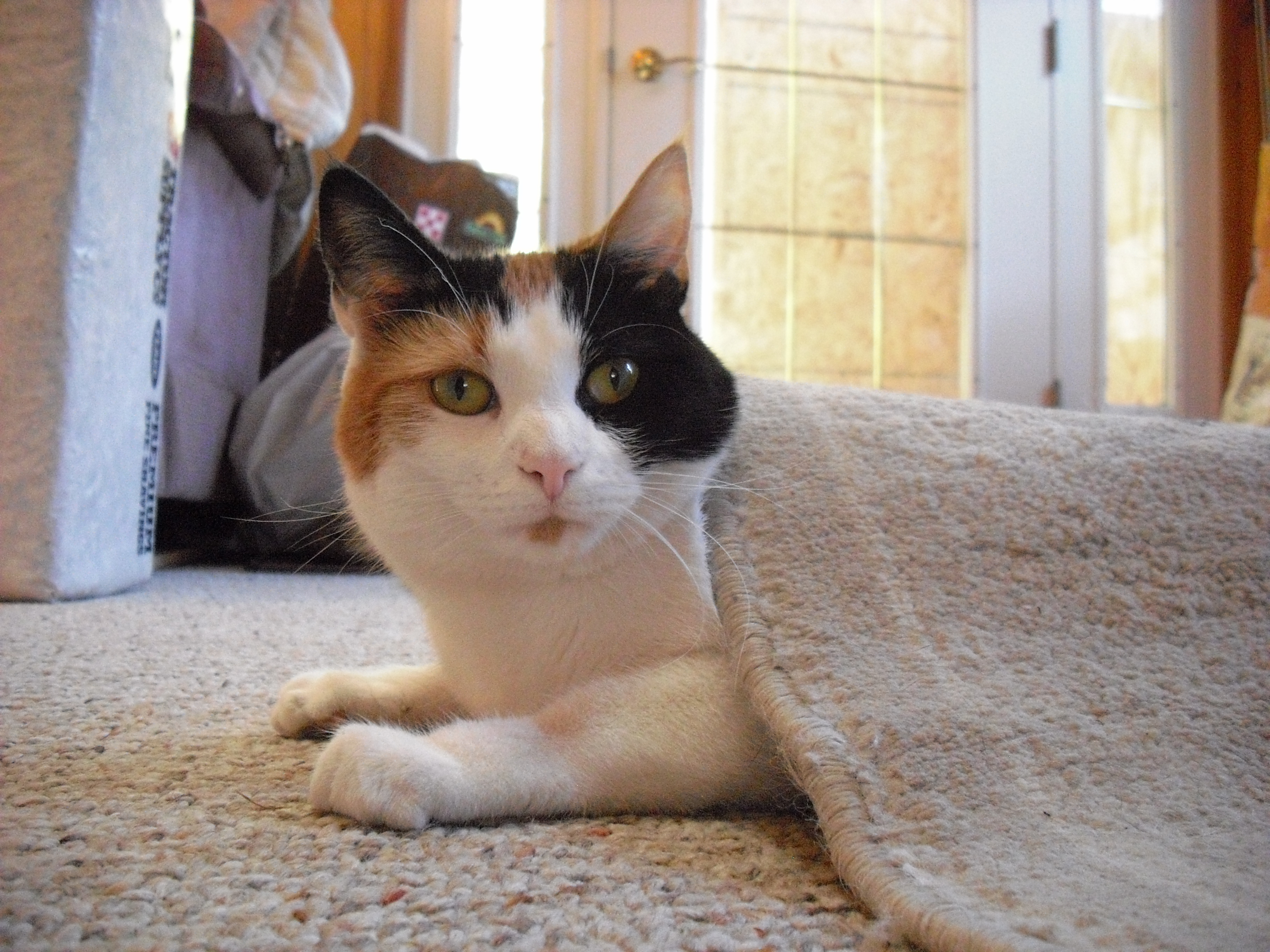 Sable loves to hide under carpets