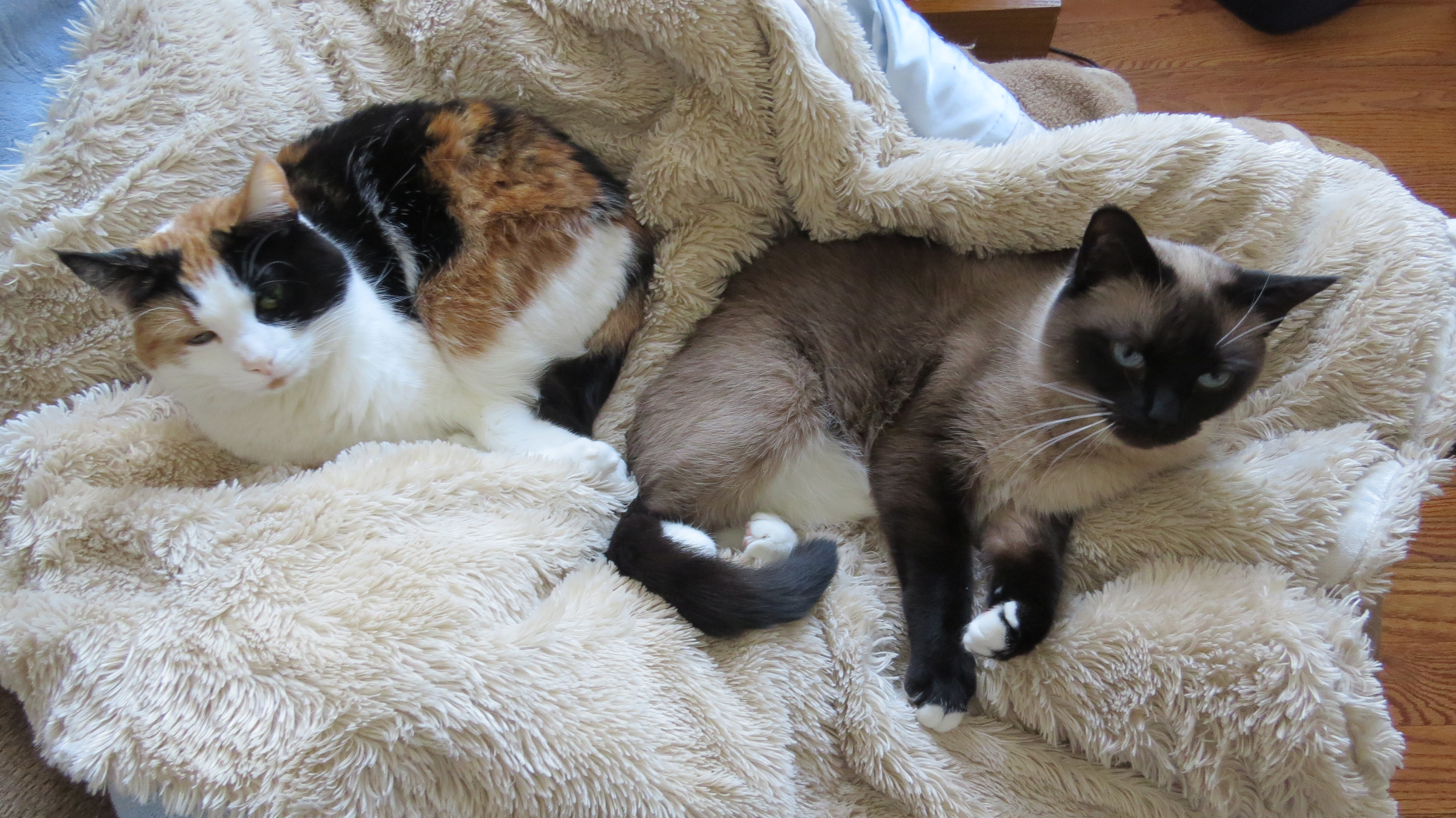 Sable the Calico and Cooper the Ragdoll/Siamese just 1 year old.  As Cooper gets older he's getting darker in color.