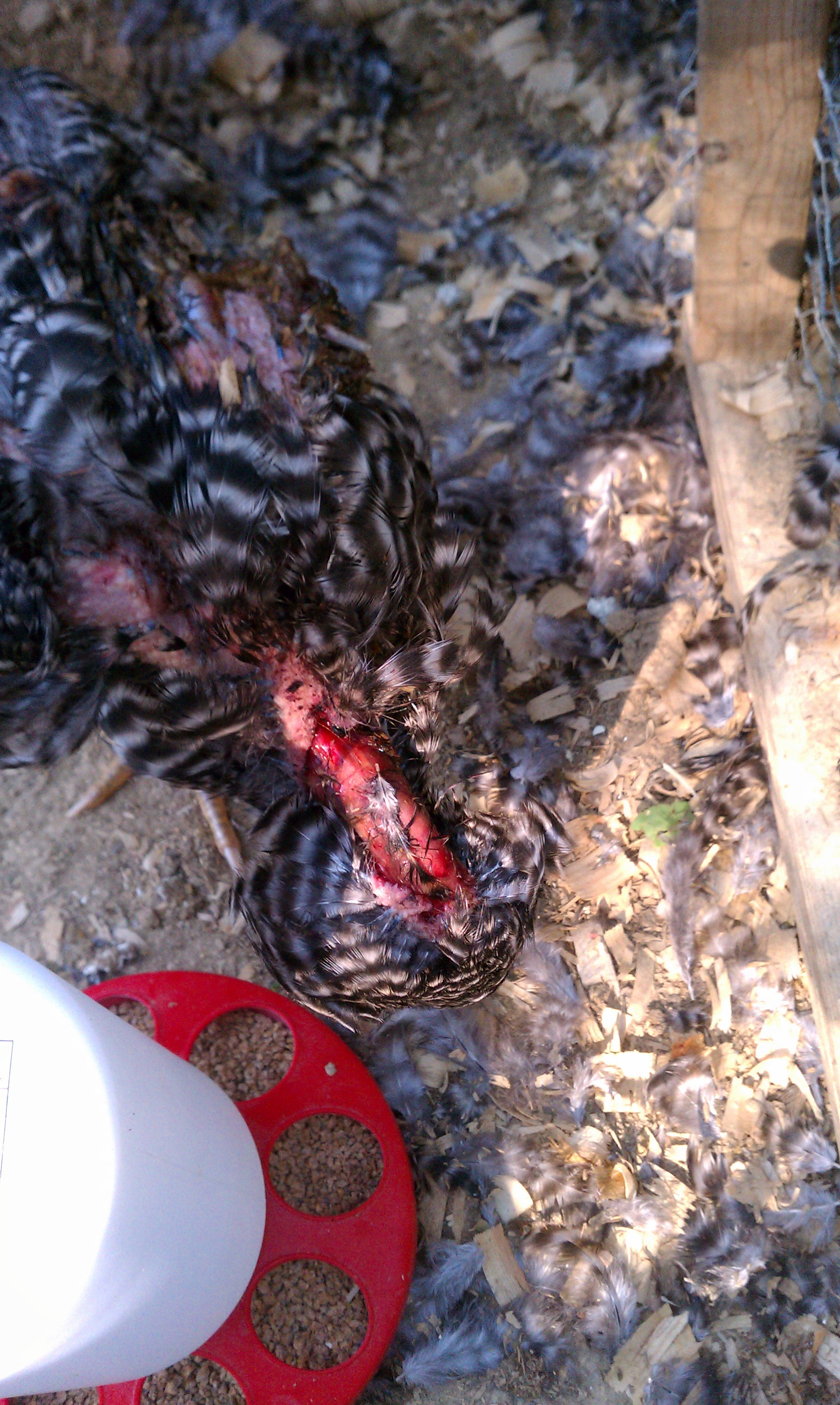sad chicken