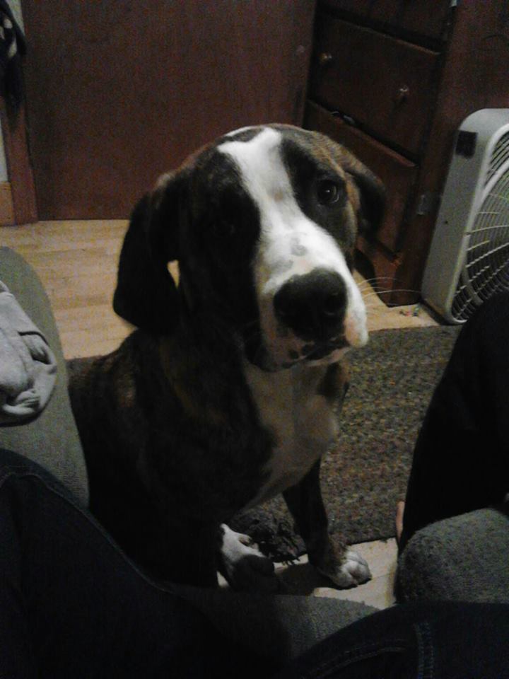 * Sadie
1/2 saint bernard, 1/4 catahoula leopard dog, 1/4 american pitbull terrier.