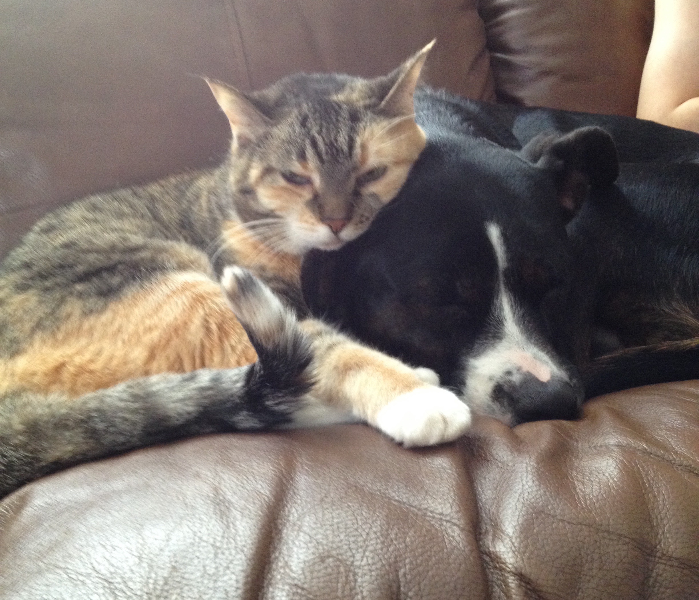Sadie (3 yr old pitbull mix) and Bunny (10 yrs old). 2 of our rescue animals.