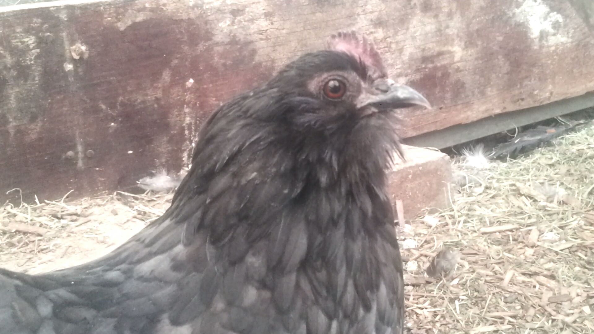 Sadly I have lost another hen and now only have two Belgian hens left :-(