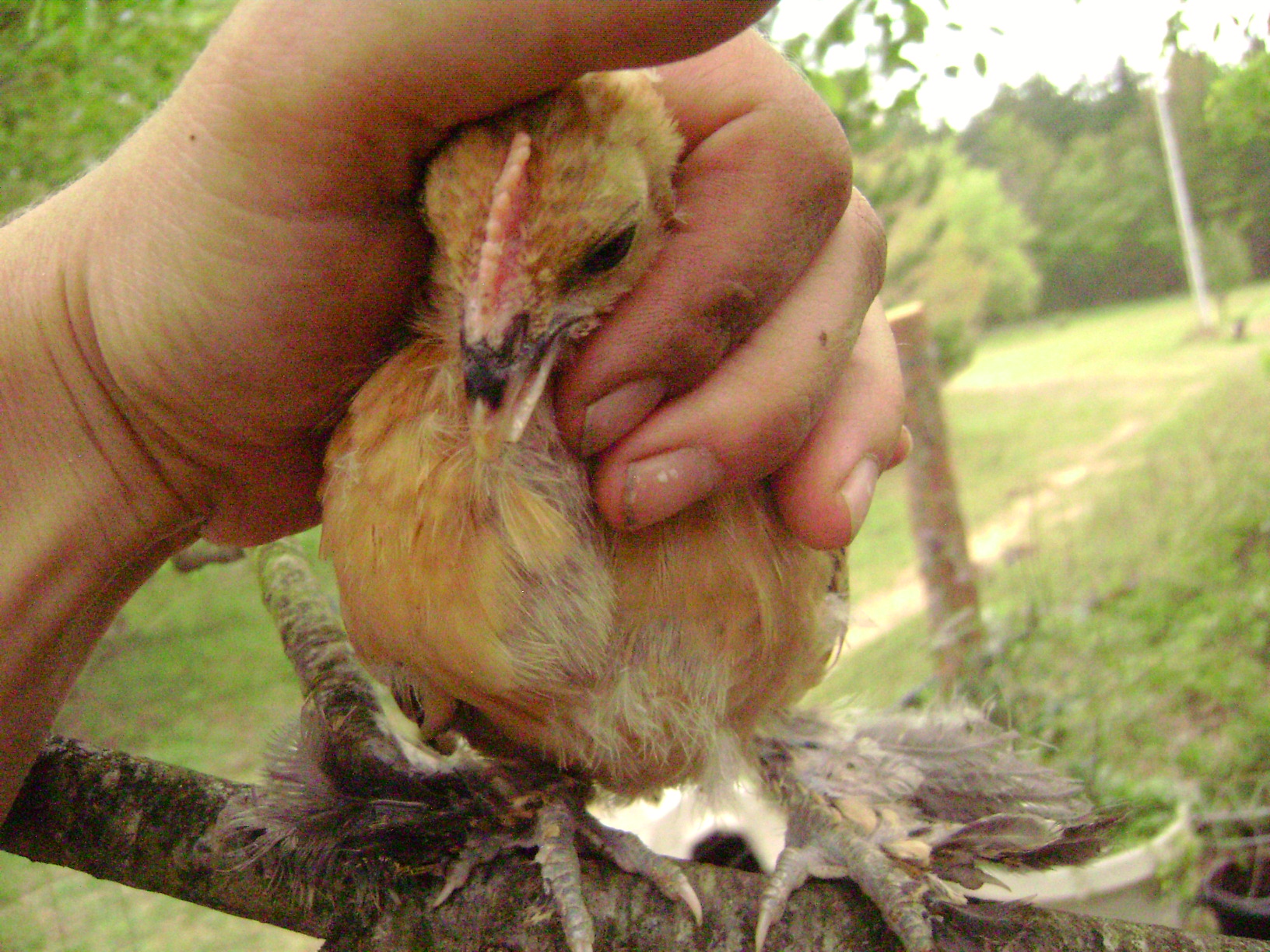 sadly one of the mille boys developed a cross beak :(