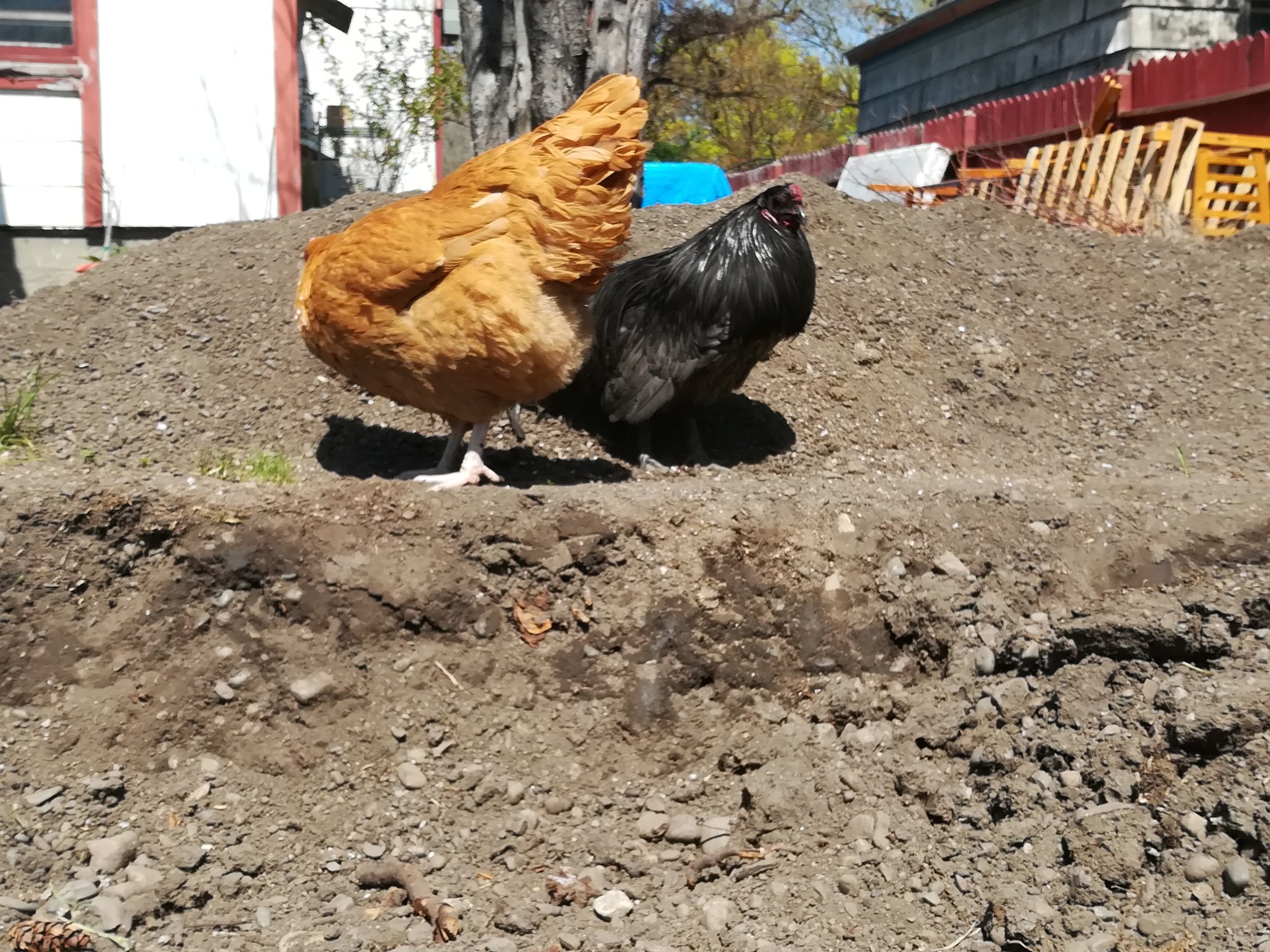 Saffron and Marcel