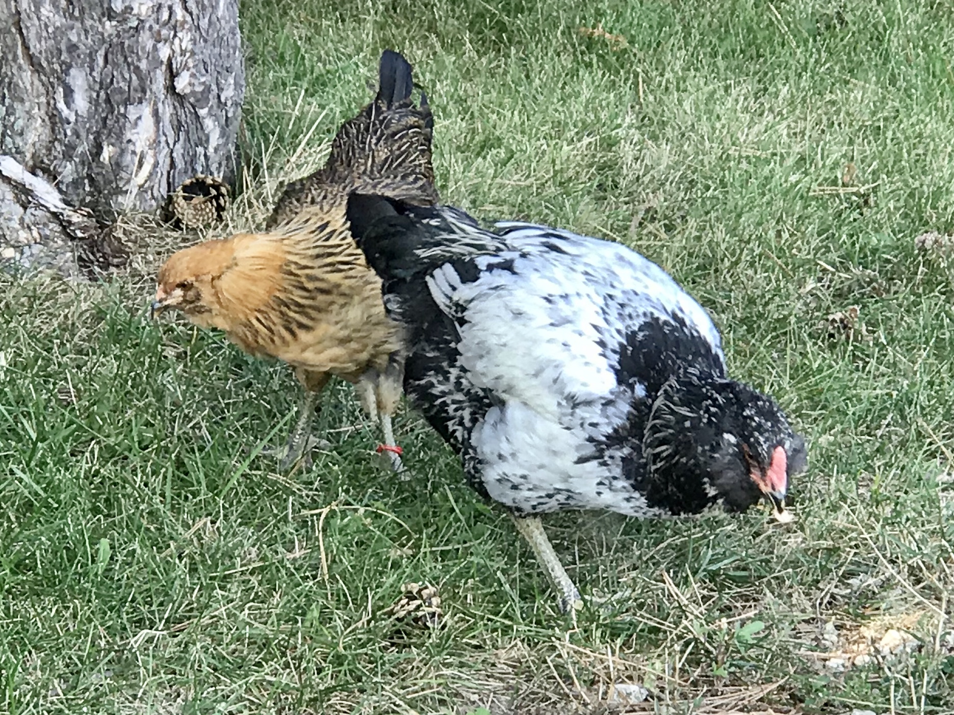 Saffron and Sage