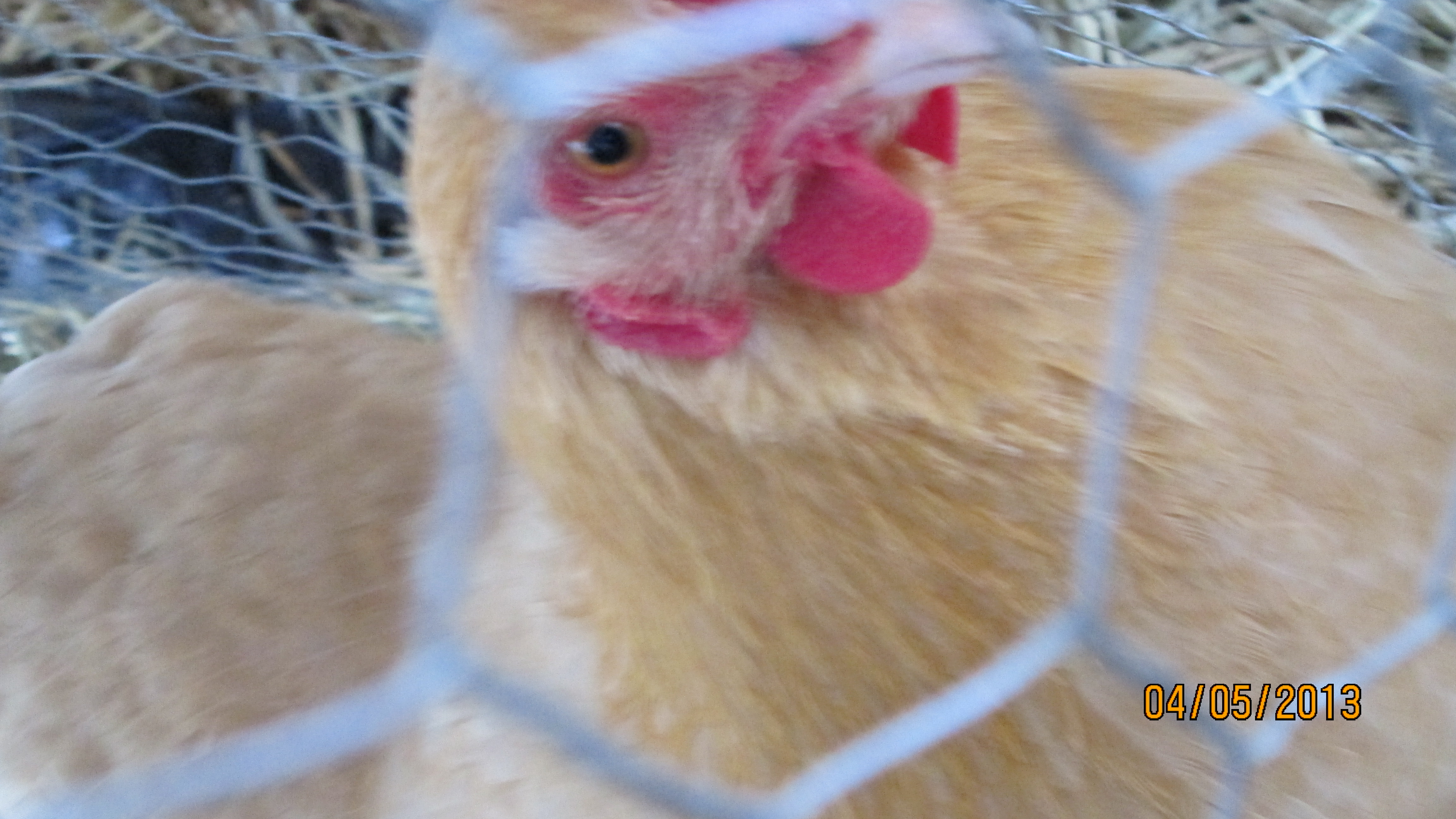 Saffron, my buff orphington, who's feathers look kinda chewed.
