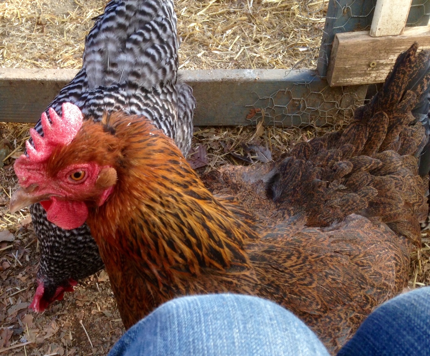 Saffron, the boys have been pulling on her head feathers.
