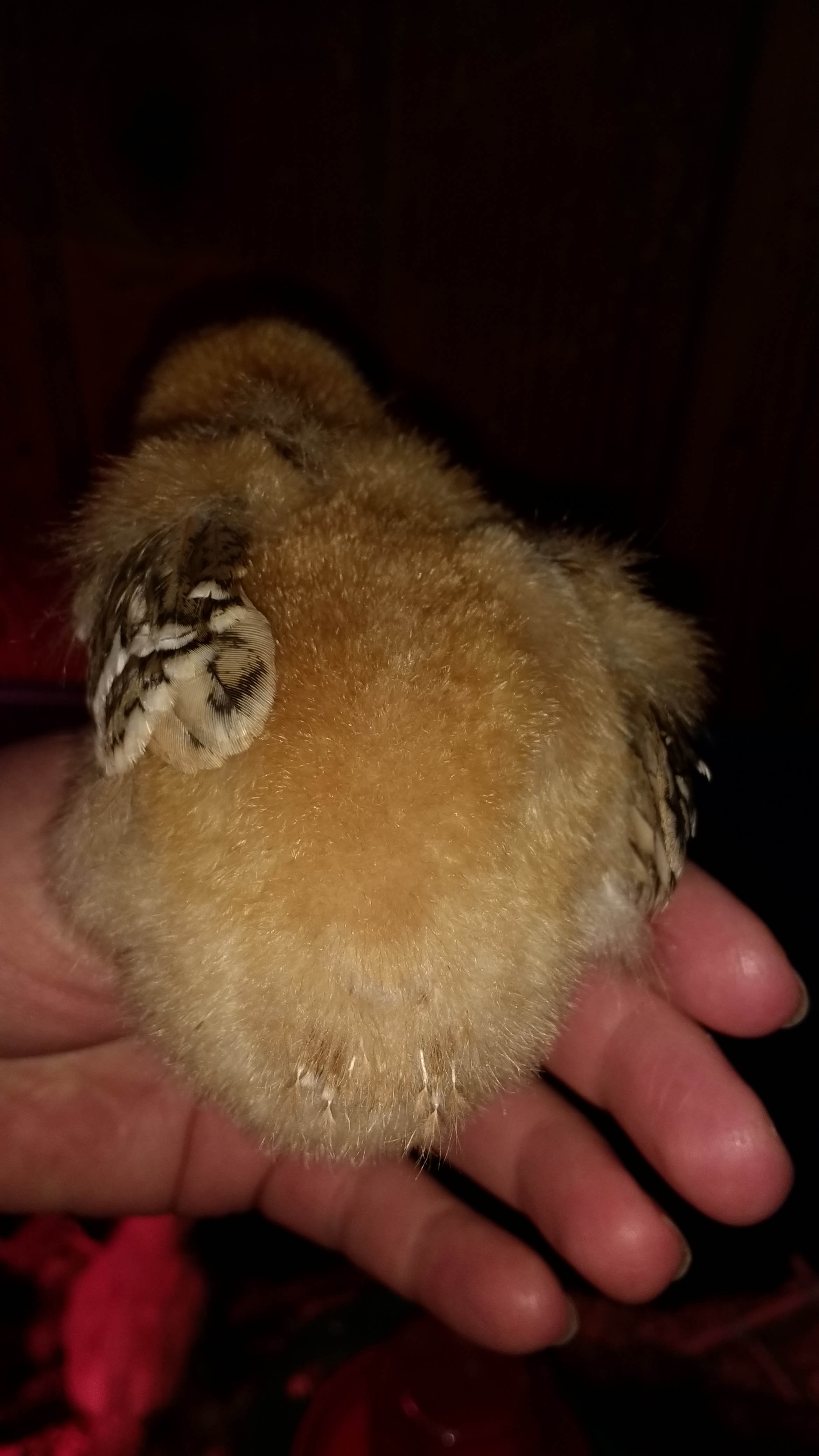 Sagitta getting a little tail coming in