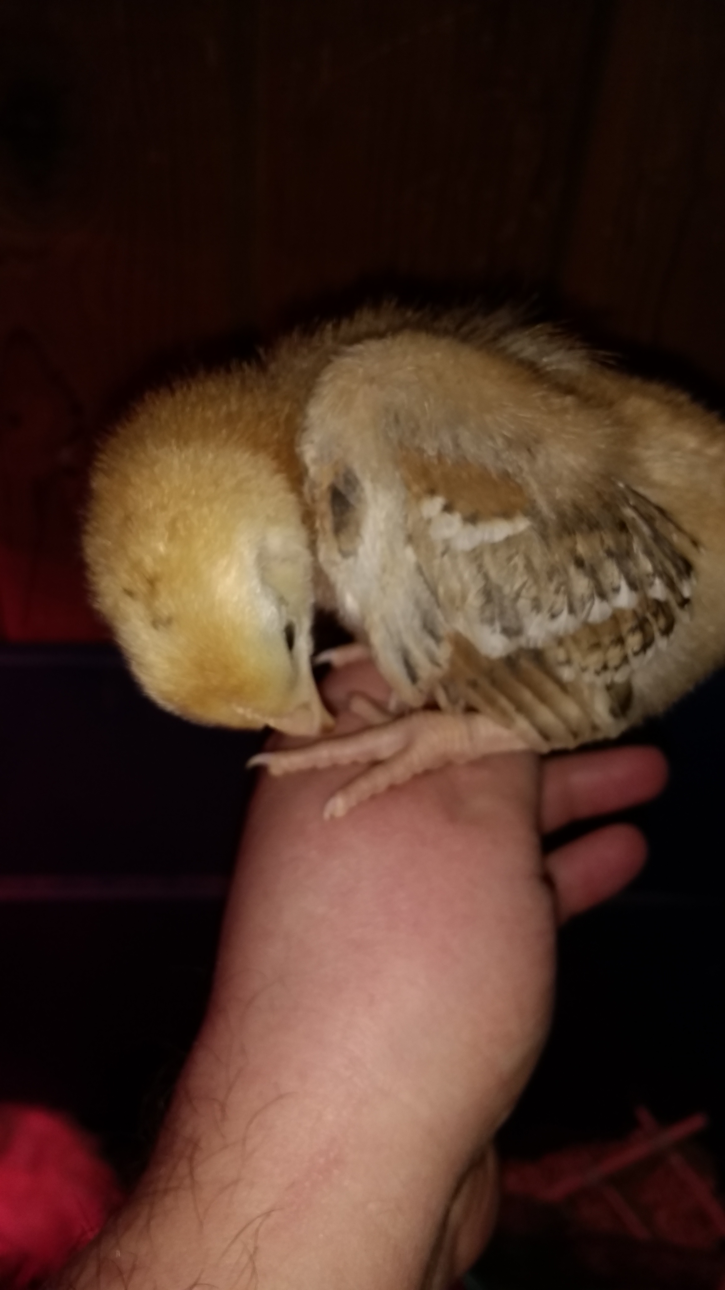 Sagitta grooming