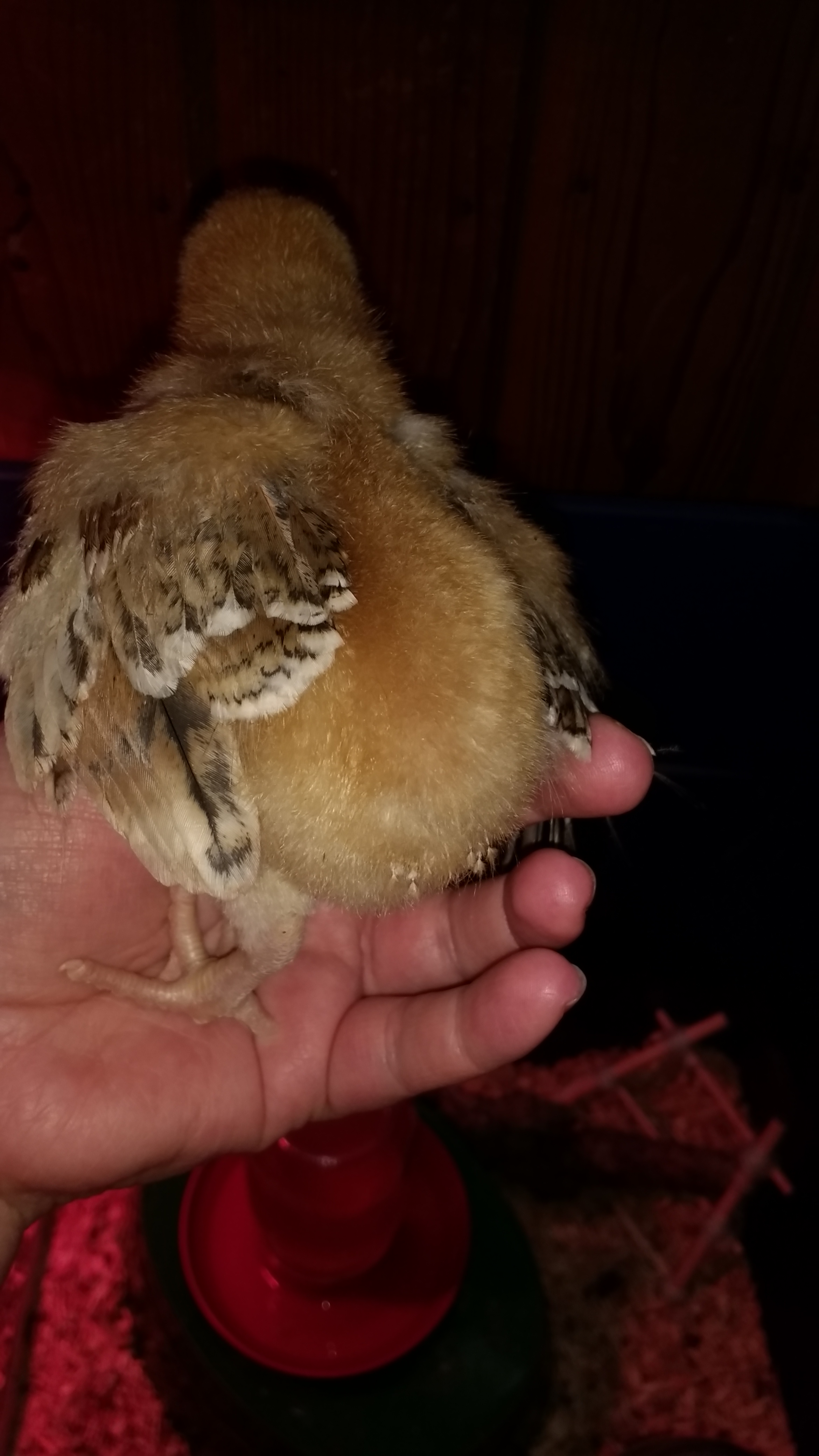 Sagitta with her pretty wing feathers