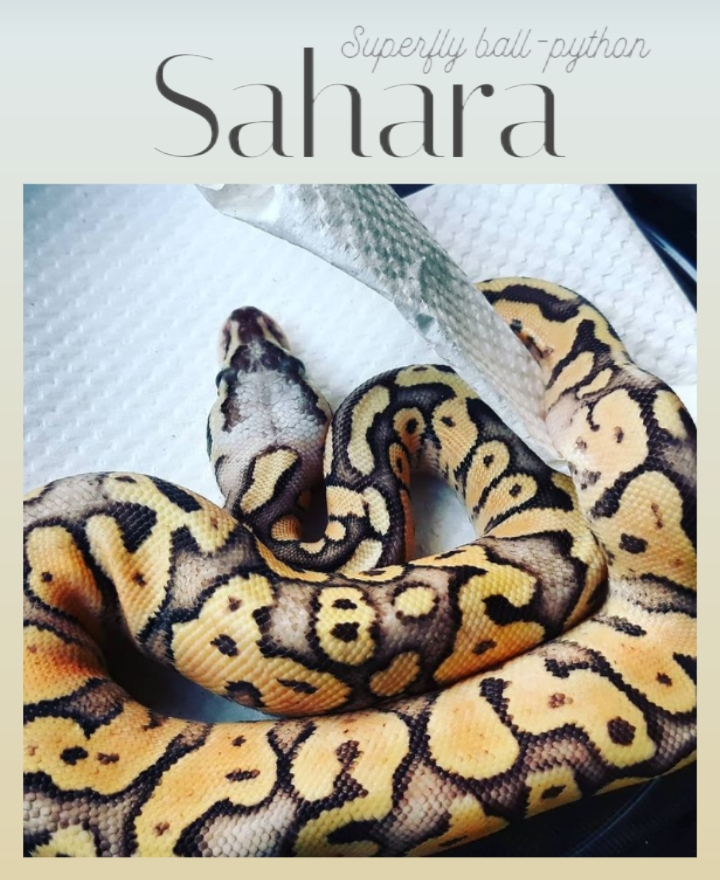 Sahara